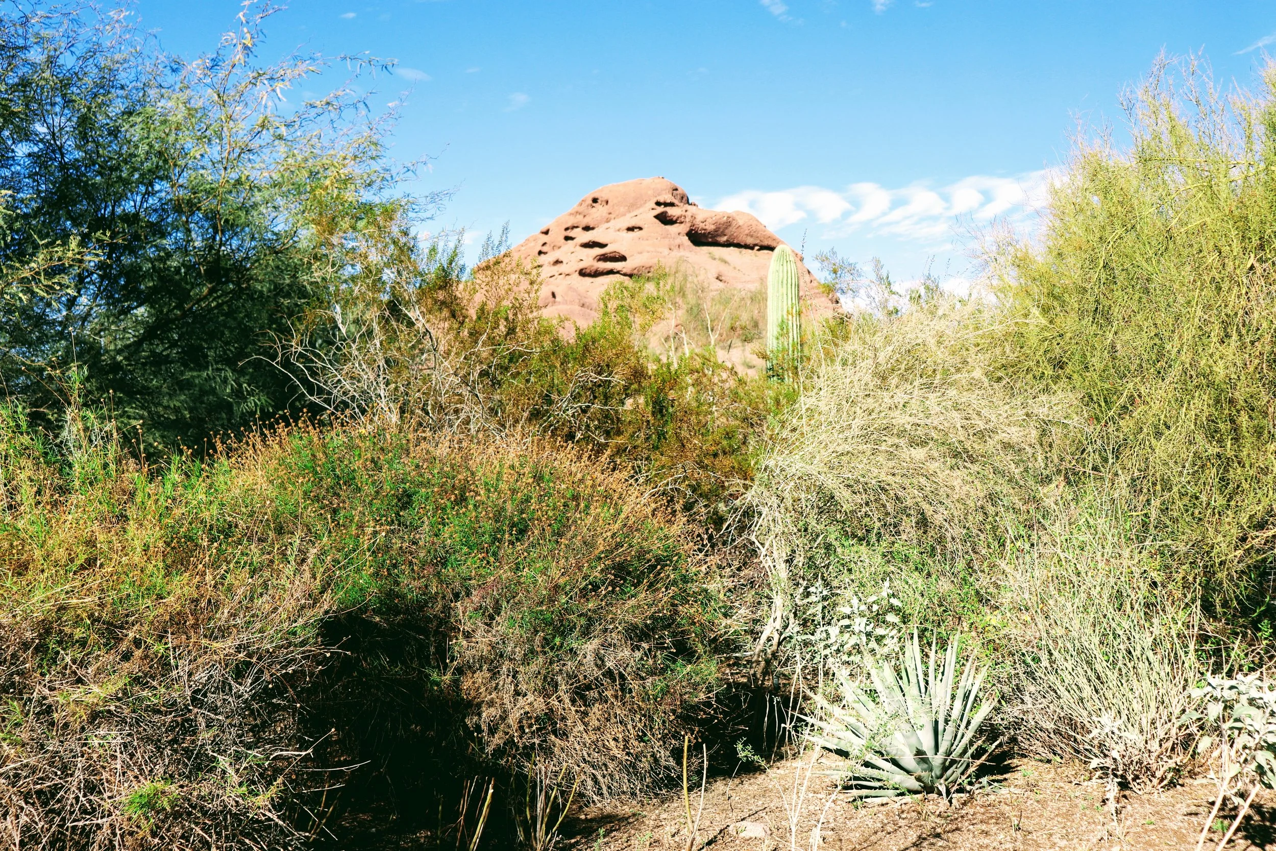Desert Botanical Garden Phoenix Arizona by MychaelX.p6otos 021410.JPG