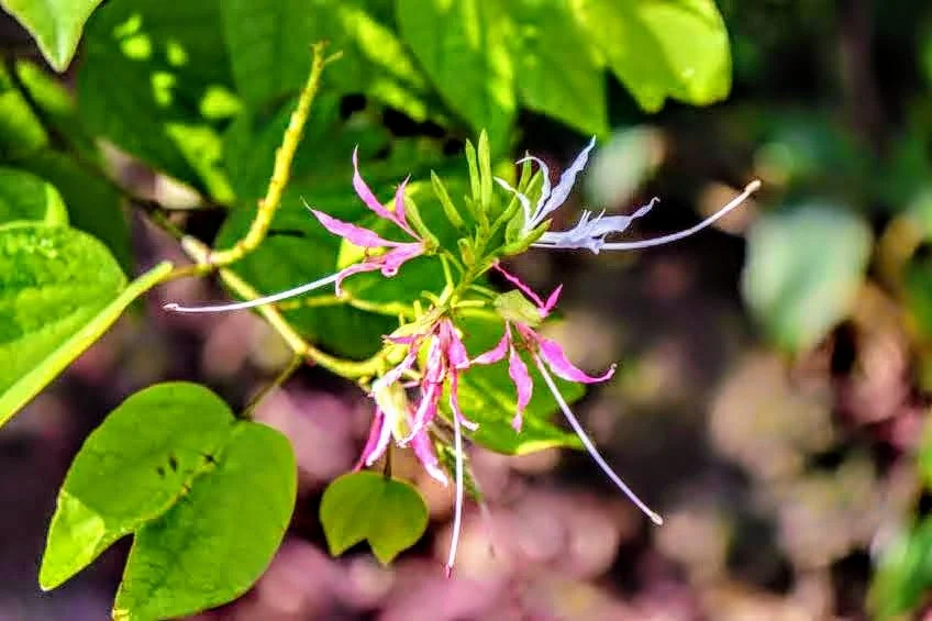 Tropical Botanic Garden by MychaelX.photos  137.JPG
