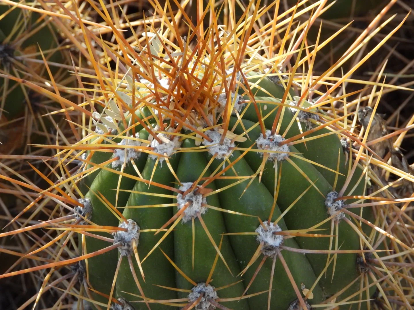 Desert Botanical Garden Phoenix Arizona by MychaelX.p6otos 0015018.JPG