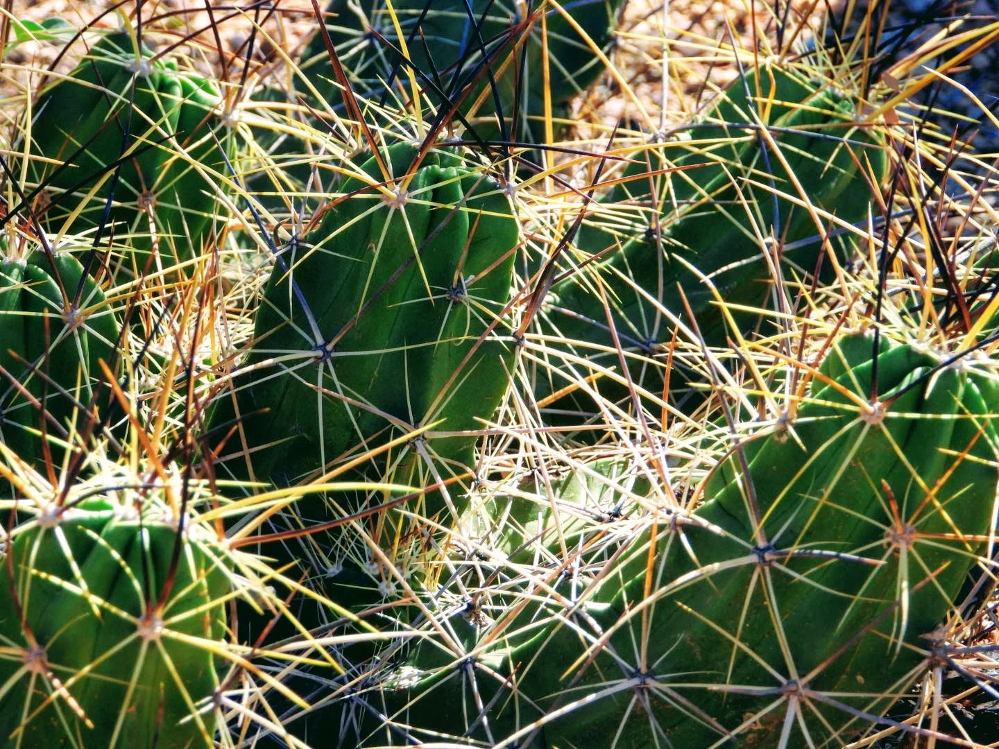 Desert Botanical Garden Phoenix Arizona by MychaelX.p6otos 0015228.JPG