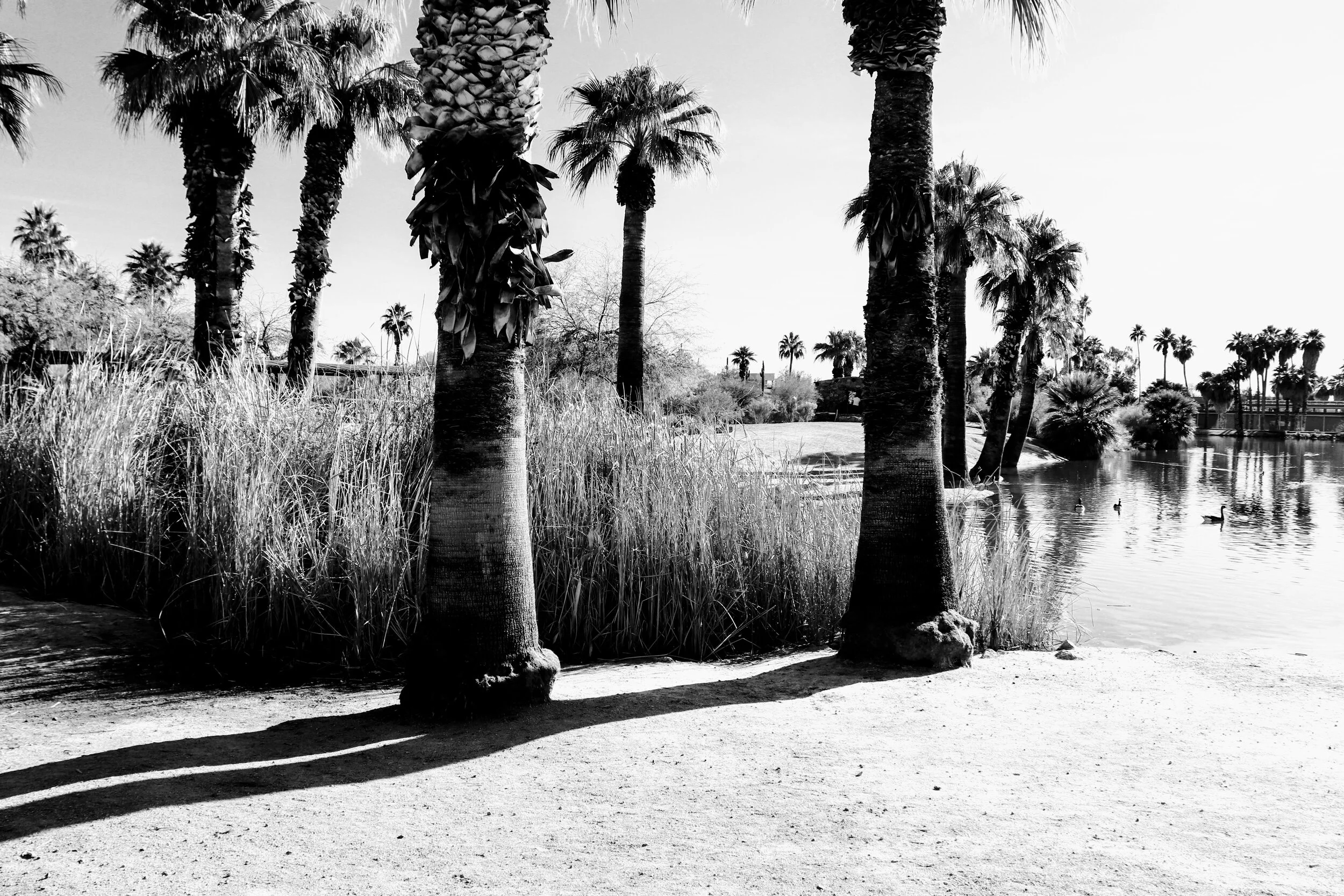 Papago Ponds Phoenix Arizona By MychelX.photos 00097.JPG