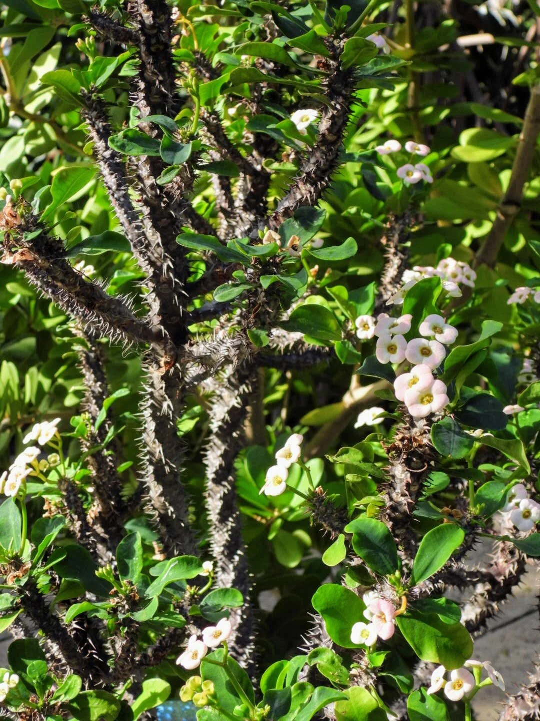 Botanical Garden in Color by MychaelX.photos 010.JPG