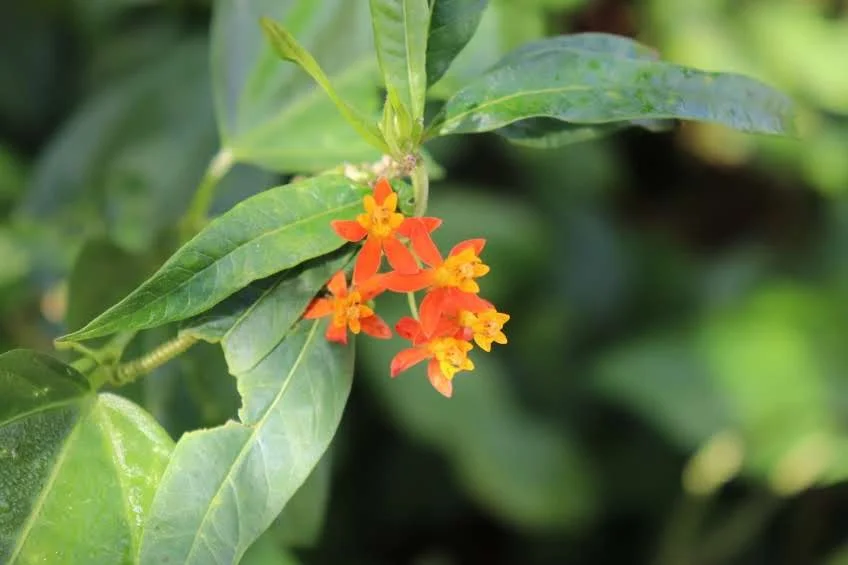 Tropical Botanic Garden by MychaelX.photos  148.JPG