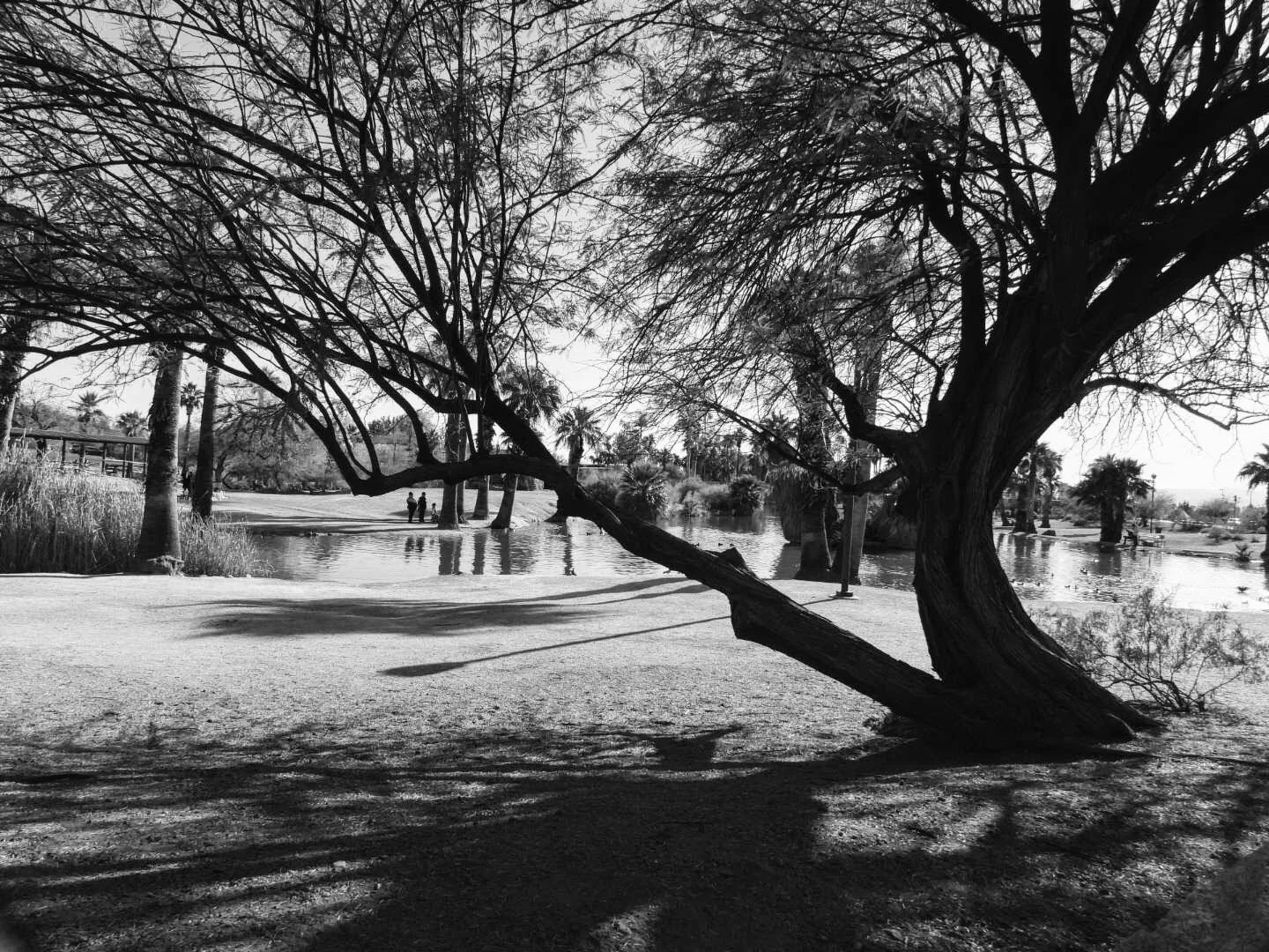 Papago Ponds Phoenix Arizona By MychelX.photos 00110.JPG