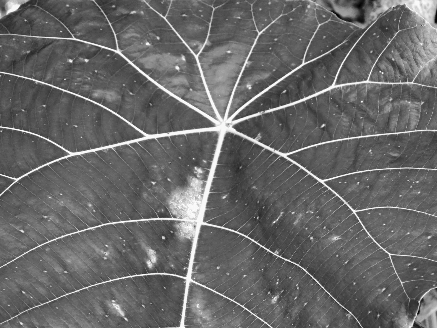 Botanical Garden in Black & White by MychaelX.photos 0006bw.JPG