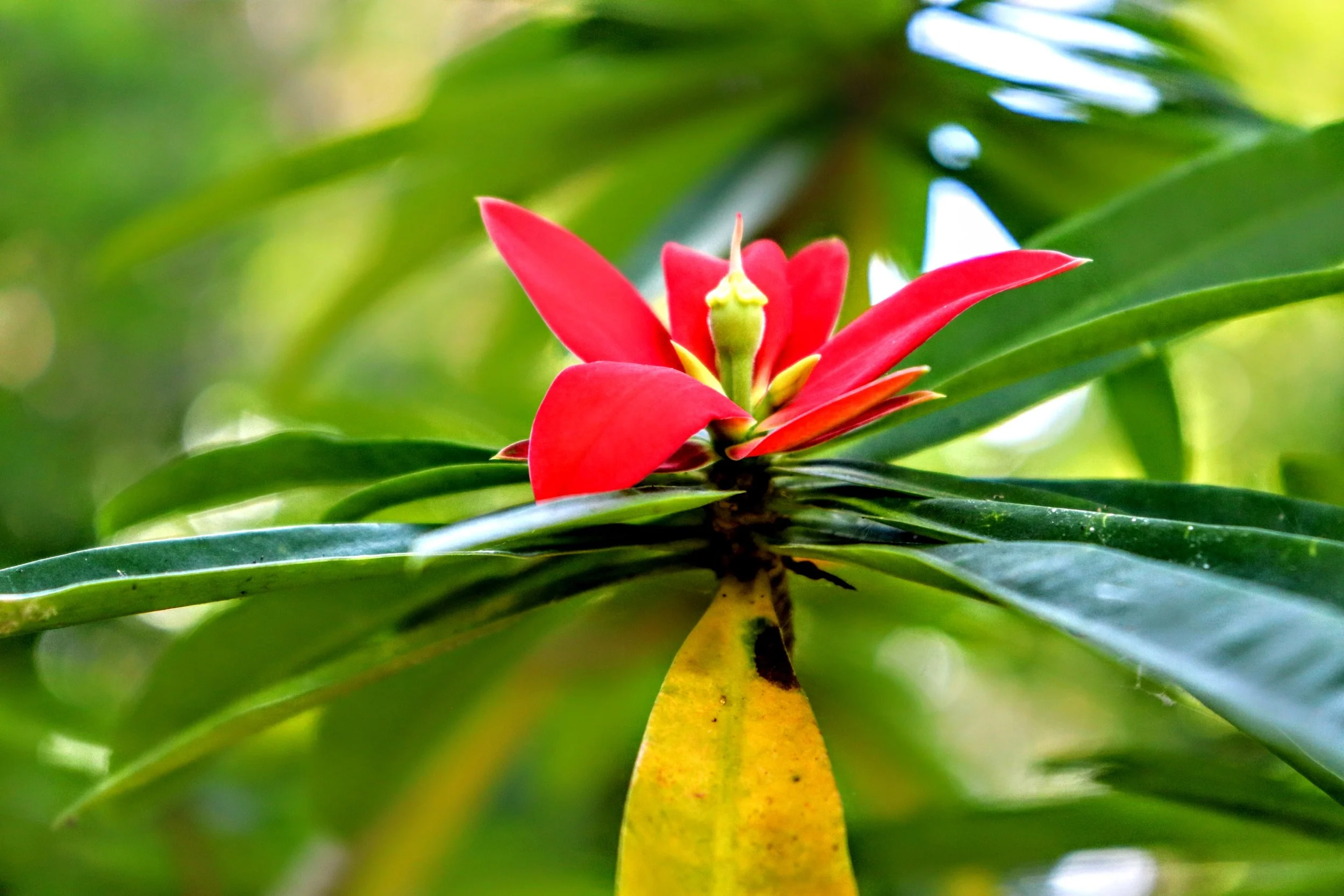 Tropical Botanic Garden by MychaelX.photos  111.JPG