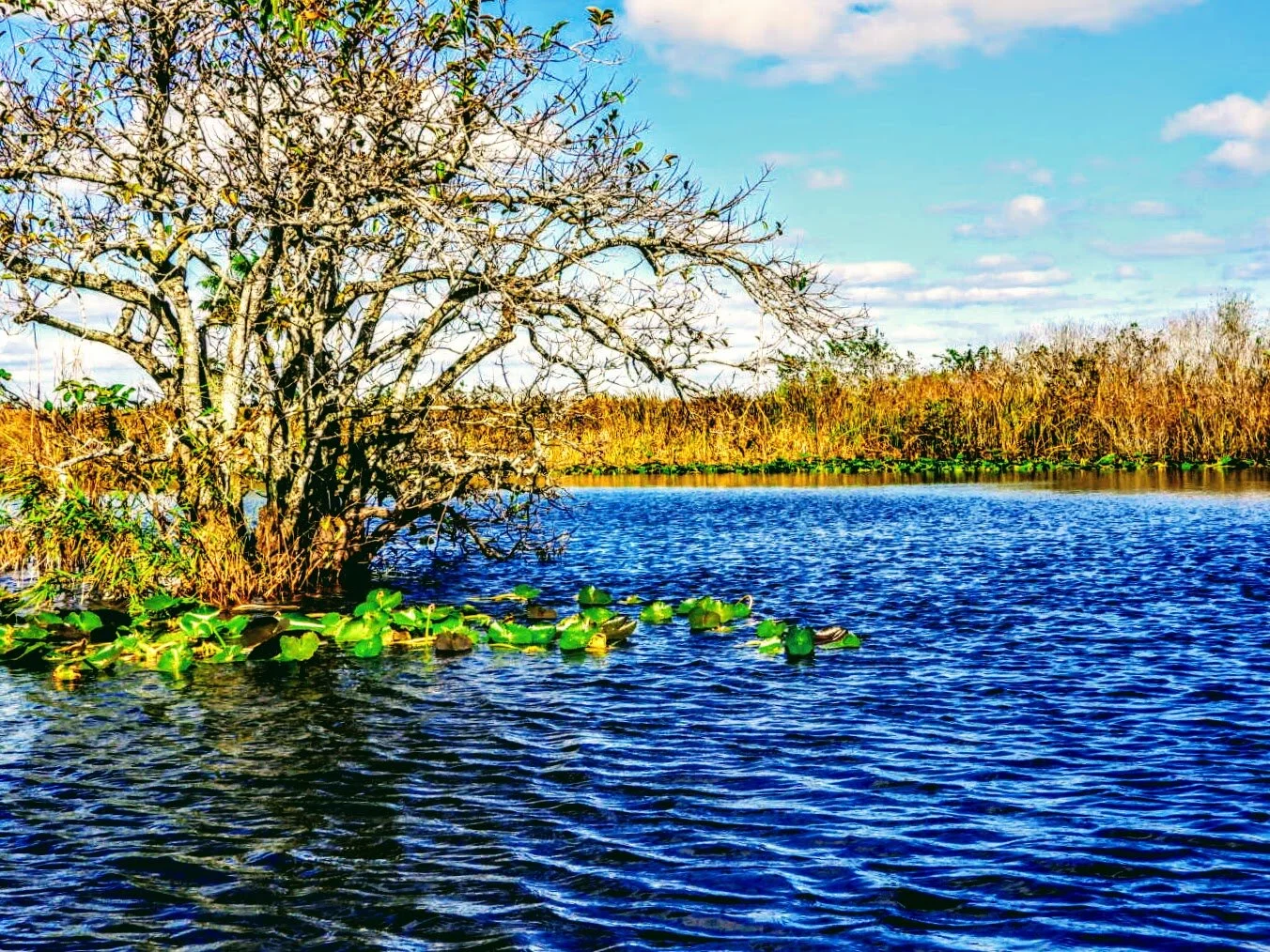 Everglades Safari Park Miami Florida by mychaelx.photos 0008.JPG