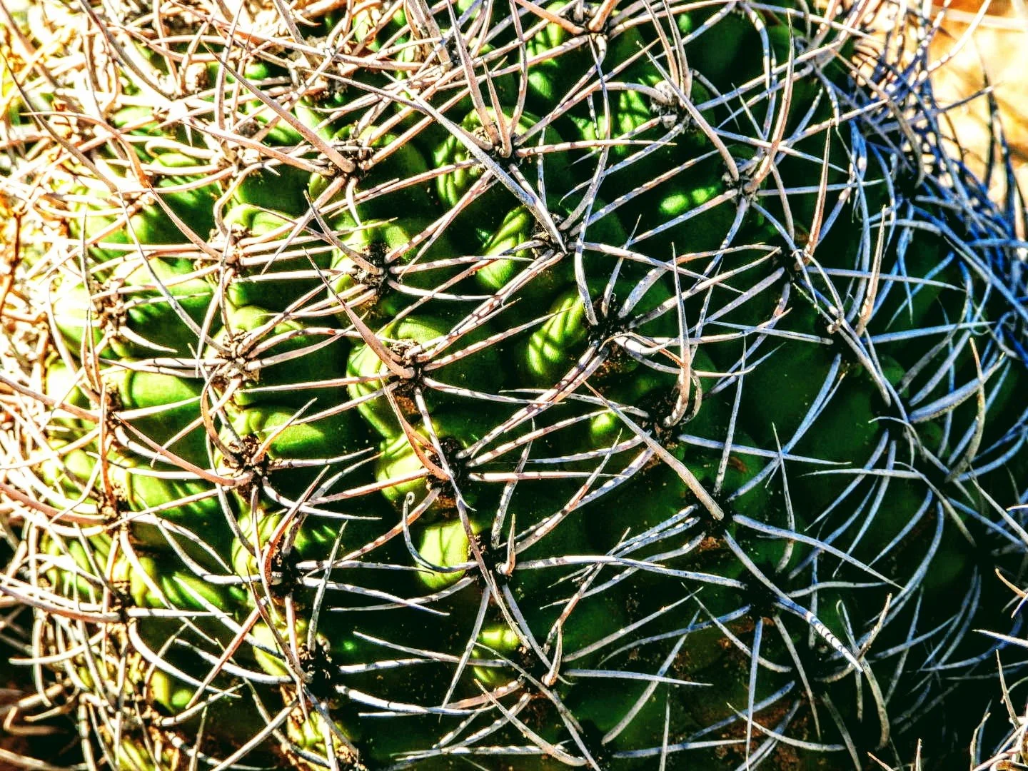 Desert Botanical Garden Phoenix Arizona by MychaelX.p6otos 0015154.JPG
