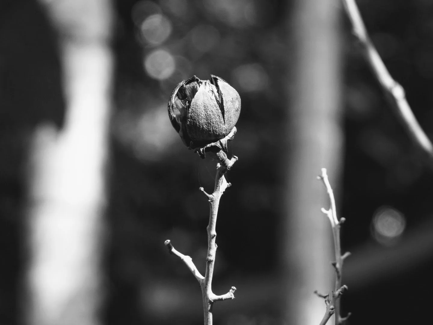 Botanical Garden in Black & White by MychaelX.photos 0089bw.JPG