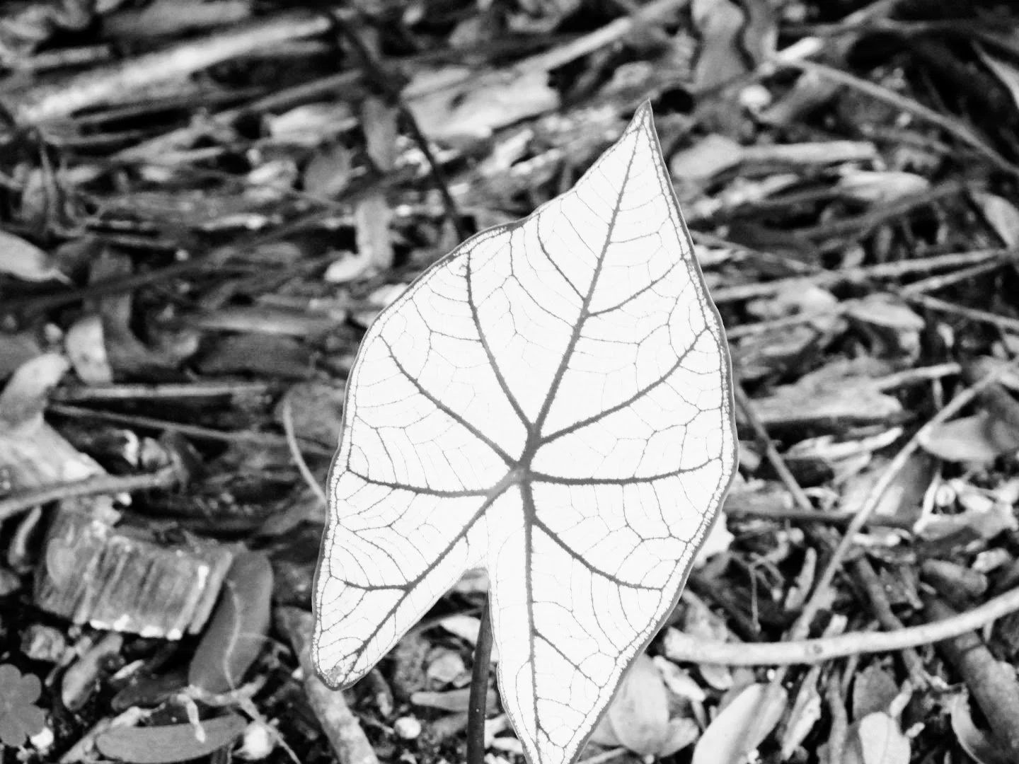 Botanical Garden in Black & White by MychaelX.photos 0073bw.JPG