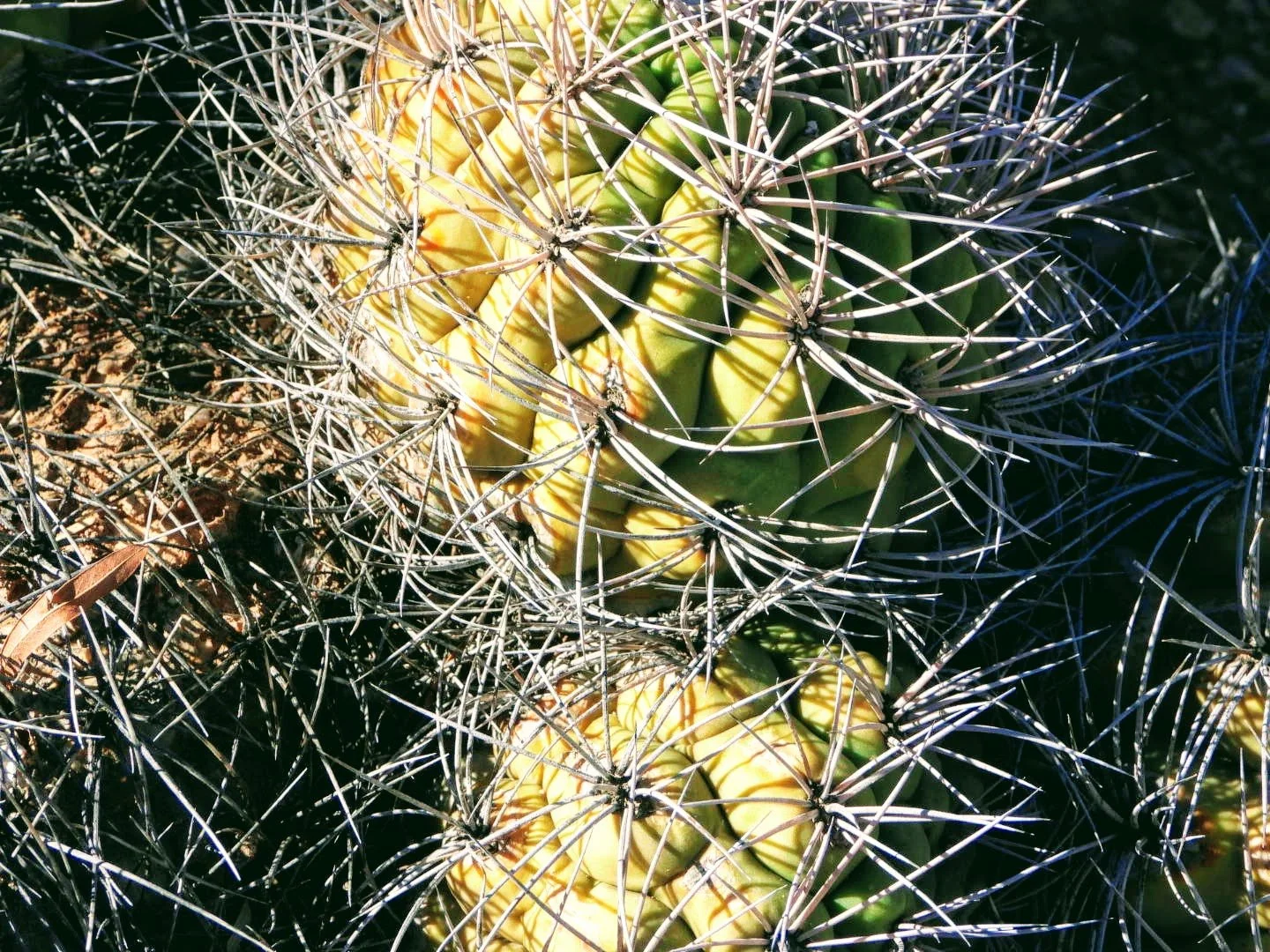 Desert Botanical Garden Phoenix Arizona by MychaelX.p6otos 0015192.JPG
