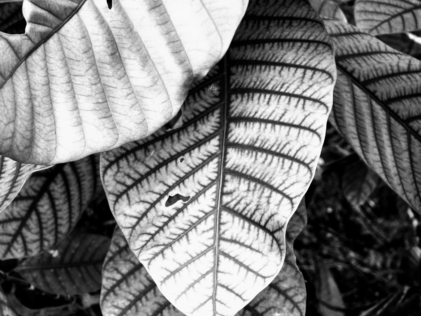 Botanical Garden in Black & White by MychaelX.photos 0009bw.JPG