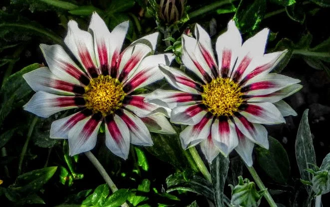 Tropical Botanic Garden by MychaelX.photos  159.JPG