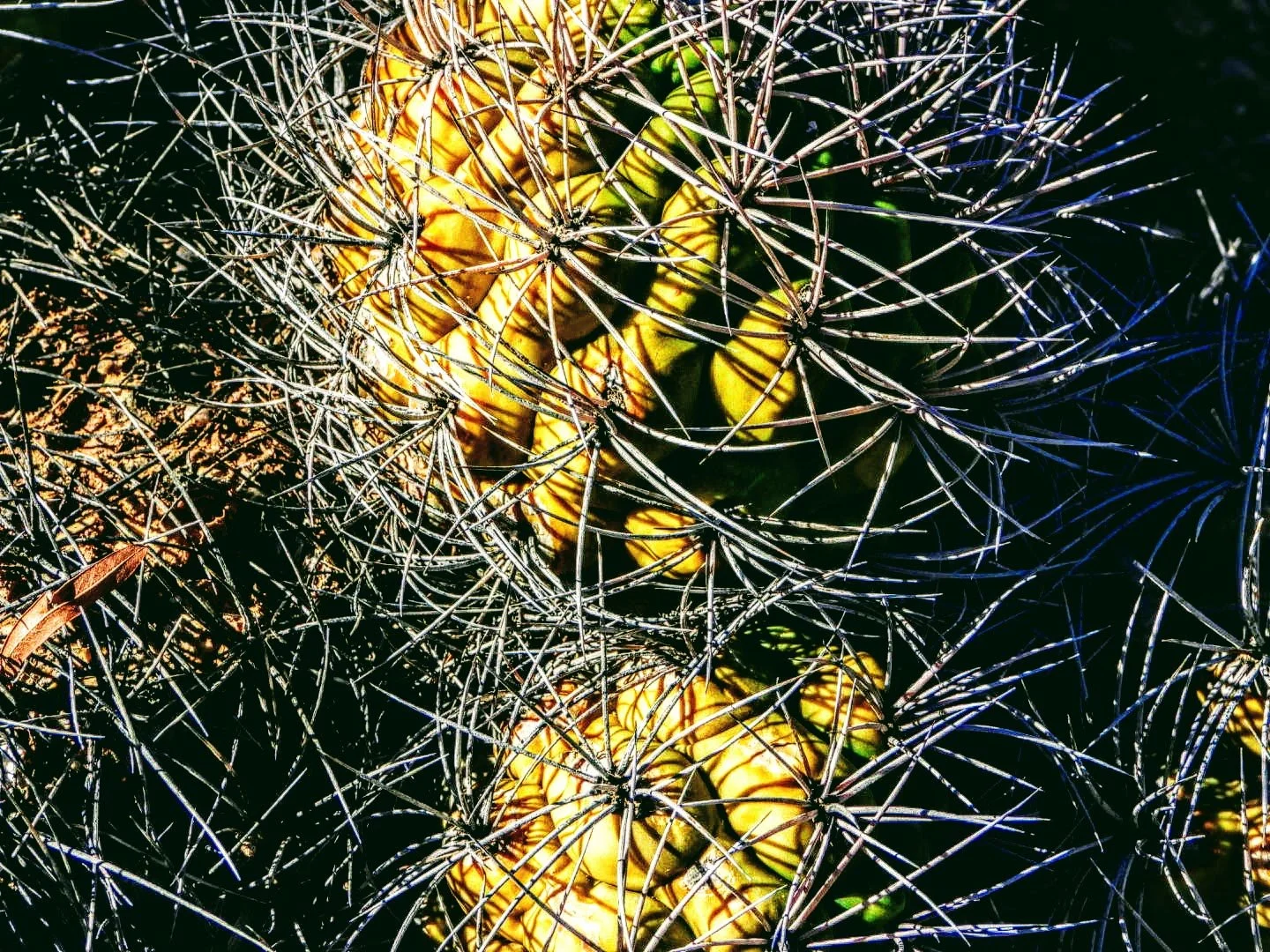 Desert Botanical Garden Phoenix Arizona by MychaelX.p6otos 0015193.JPG