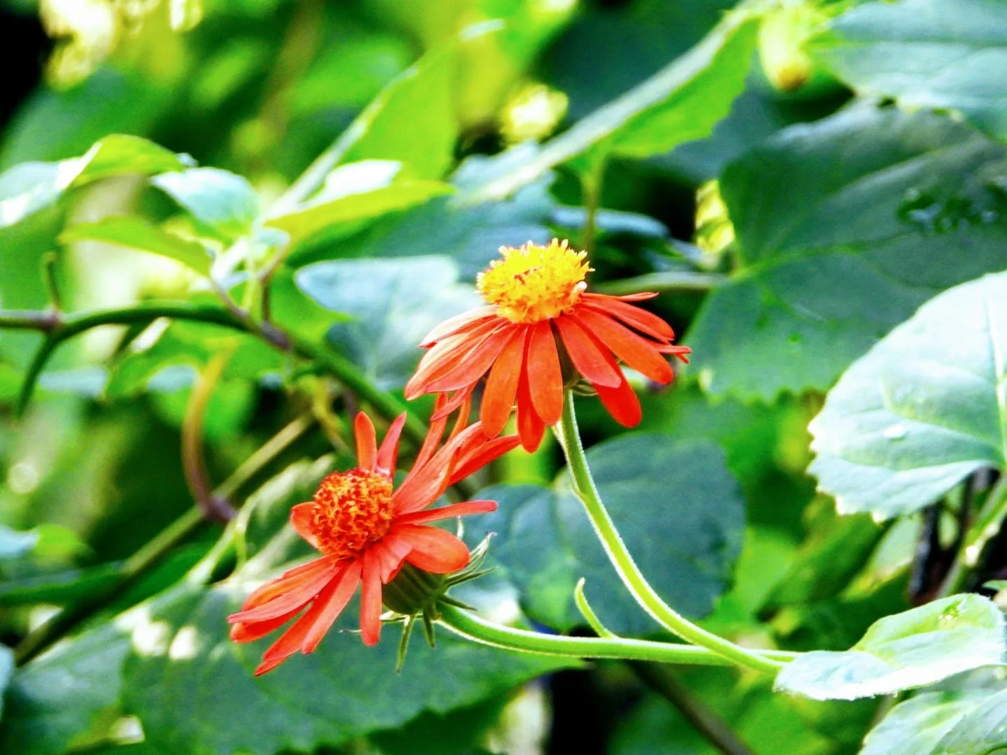 Tropical Botanic Garden by MychaelX.photos  21.JPG