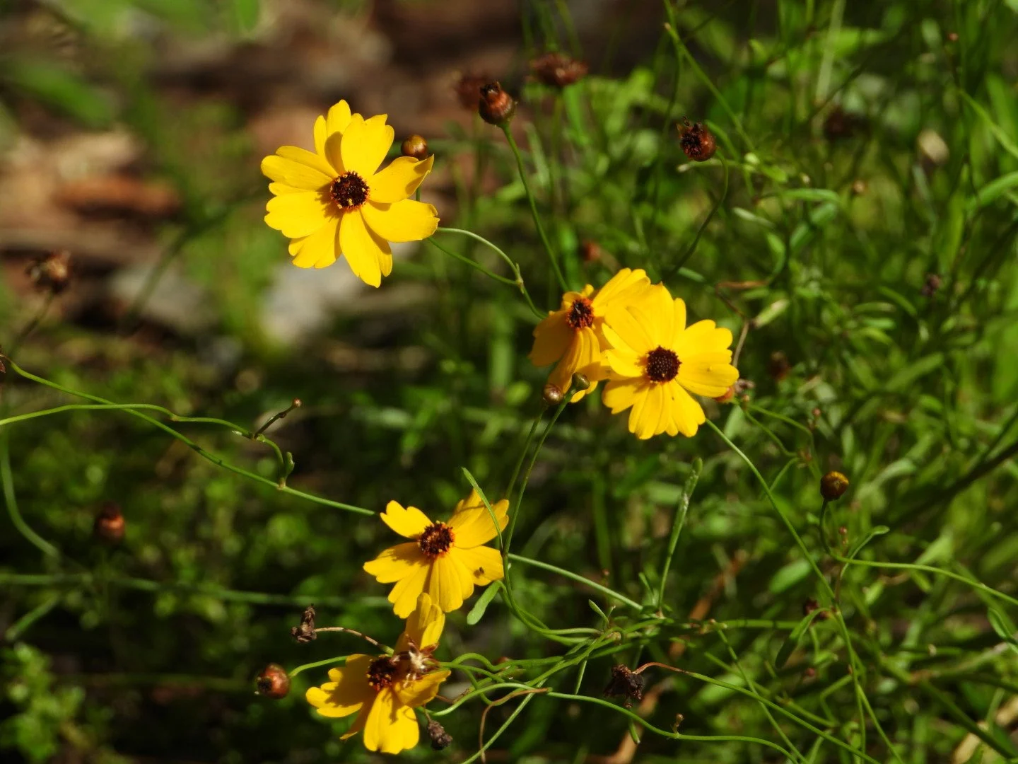 Tropical Botanic Garden by MychaelX.photos  69.JPG