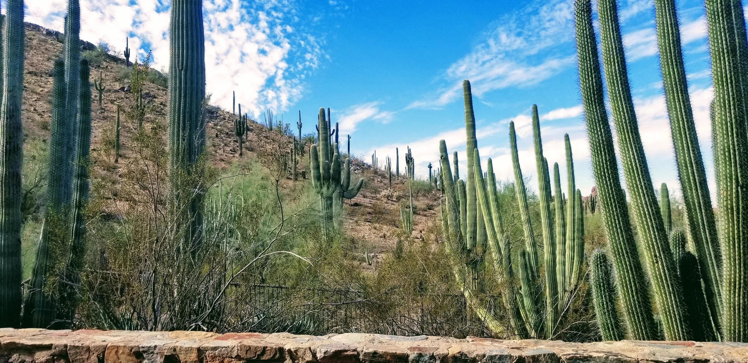 Desert Botanical Garden Phoenix Arizona by MychaelX.p6otos 021468.jpg