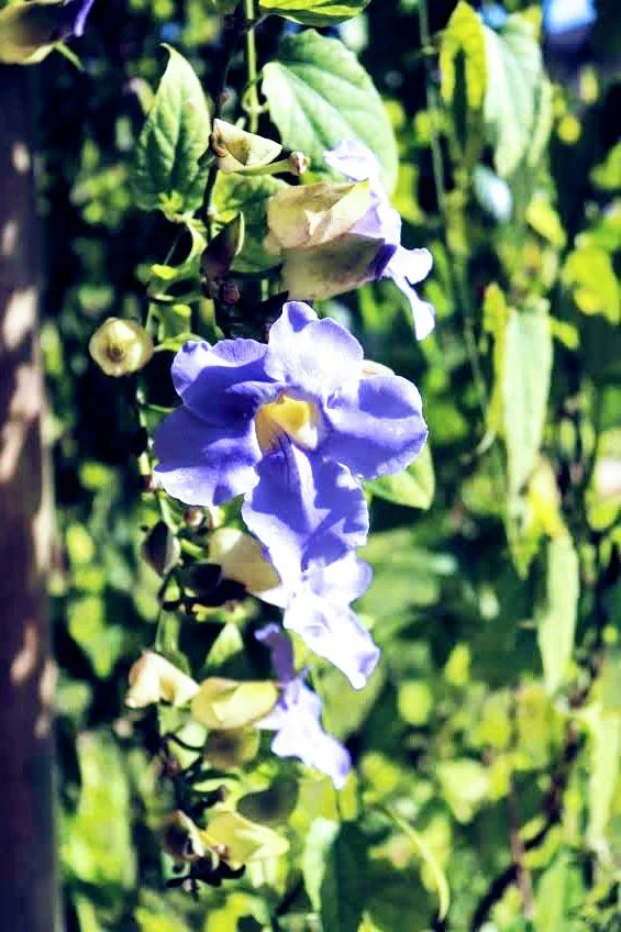 Tropical Botanic Garden by MychaelX.photos  40.JPG