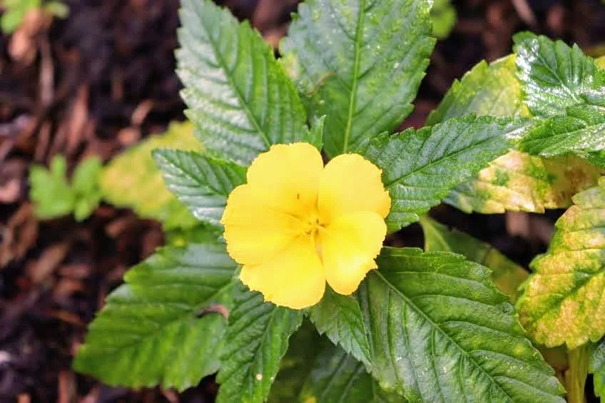 Tropical Botanic Garden by MychaelX.photos  50.JPG