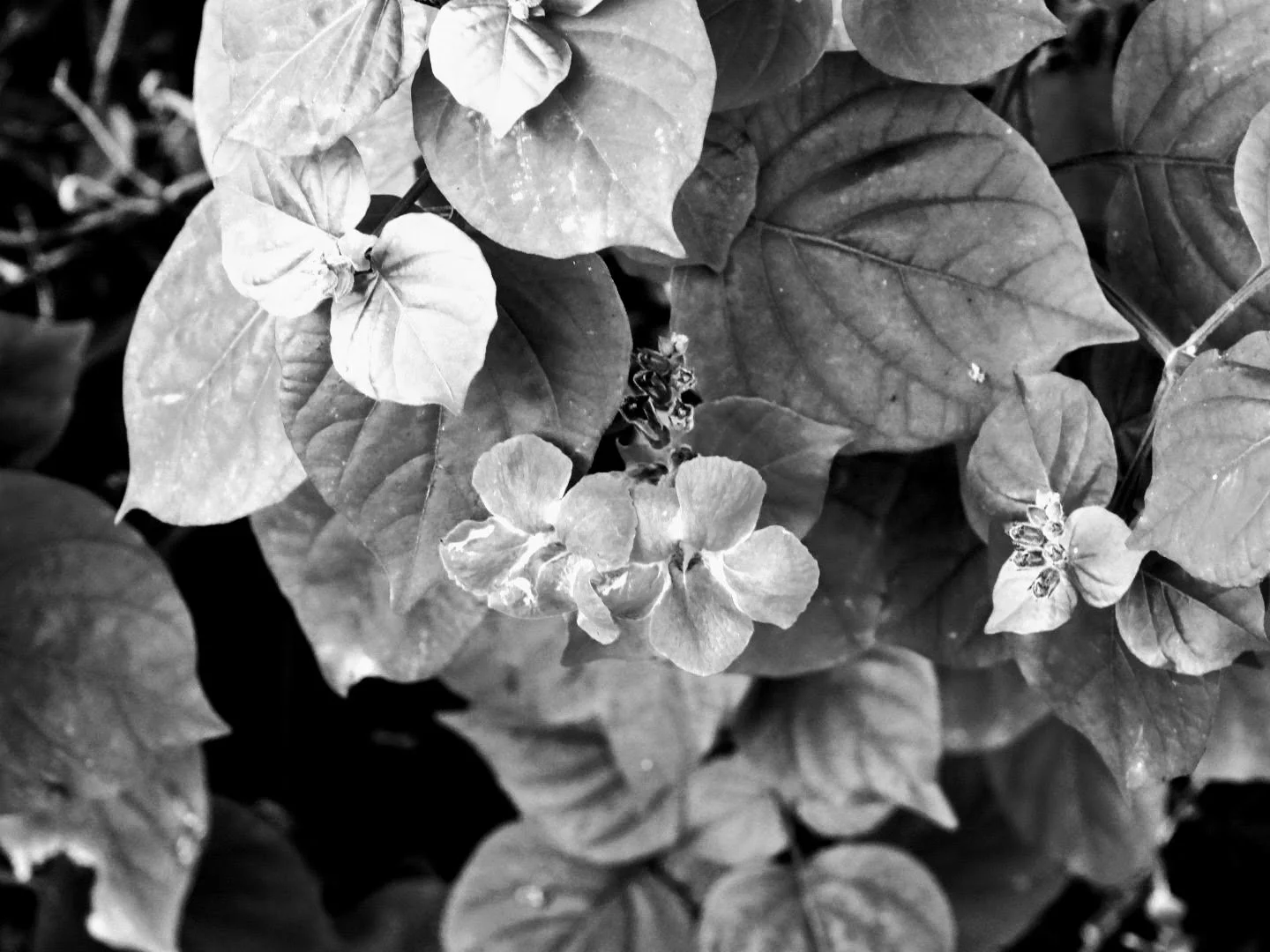 Botanical Garden in Black & White by MychaelX.photos 00031bw.JPG