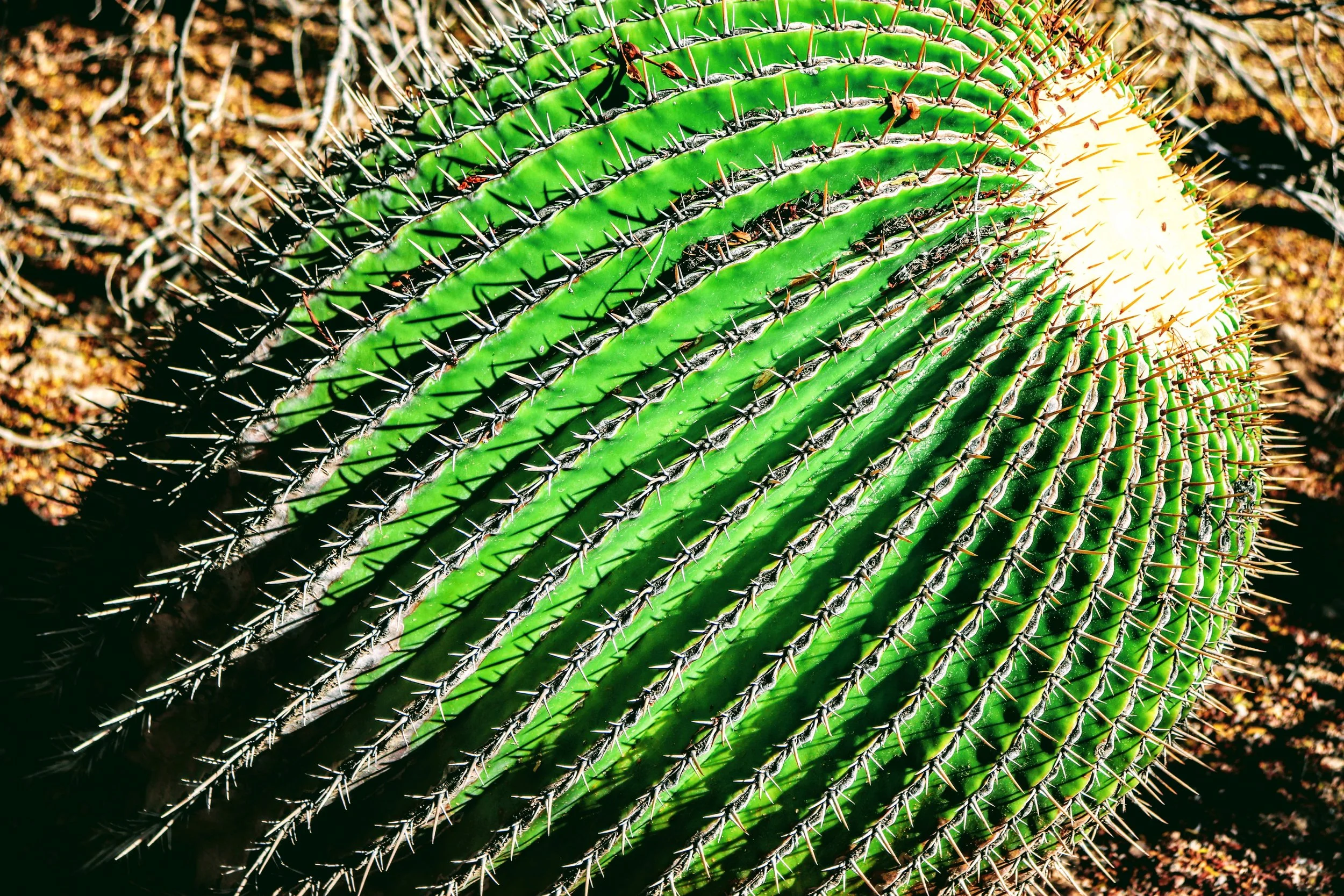 Desert Botanical Garden Phoenix Arizona by MychaelX.p6otos 001542.JPG