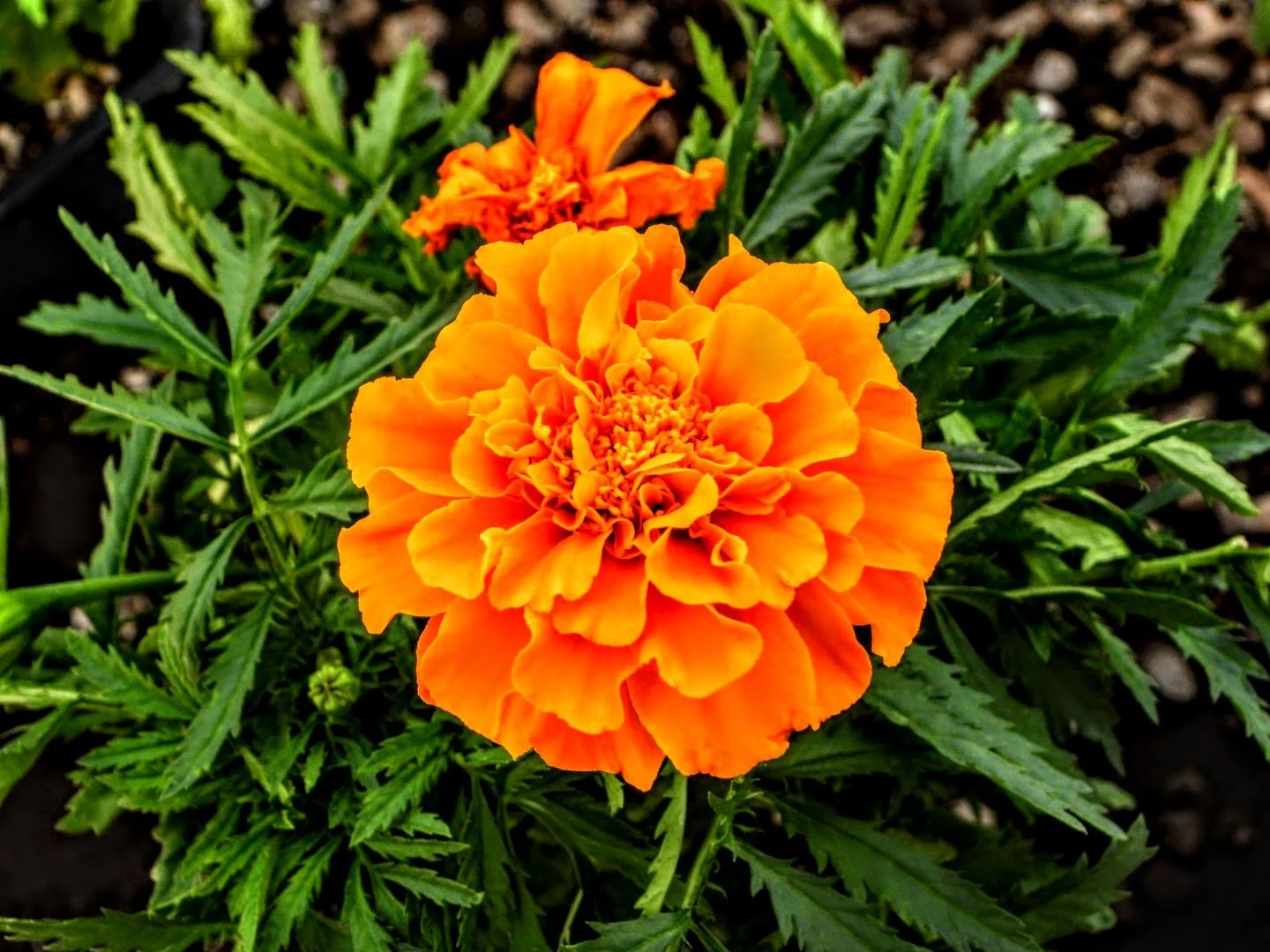 Tropical Botanic Garden by MychaelX.photos  161.JPG