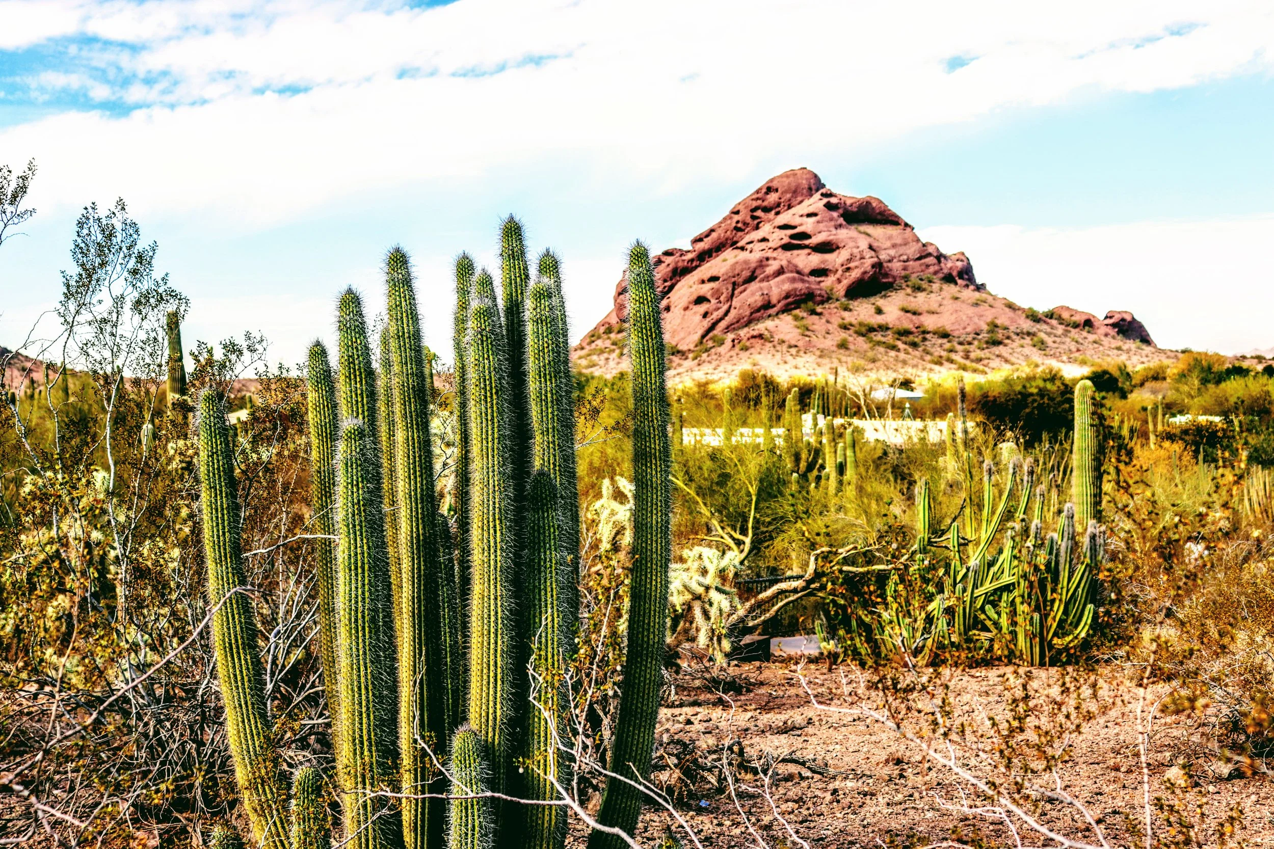 Desert Botanical Garden Phoenix Arizona by MychaelX.p6otos 001494.JPG