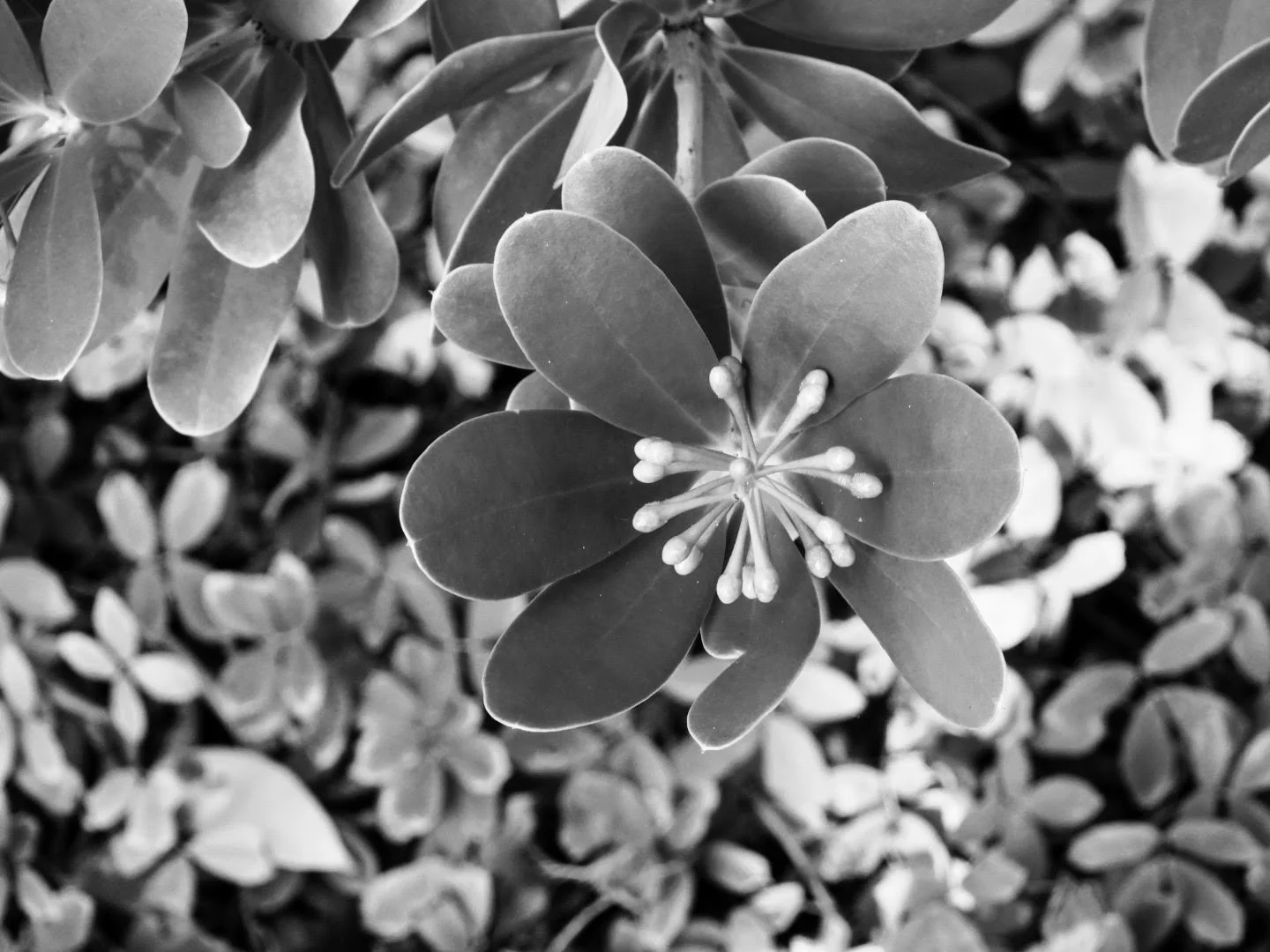 Botanical Garden in Black & White by MychaelX.photos 0070bw.JPG