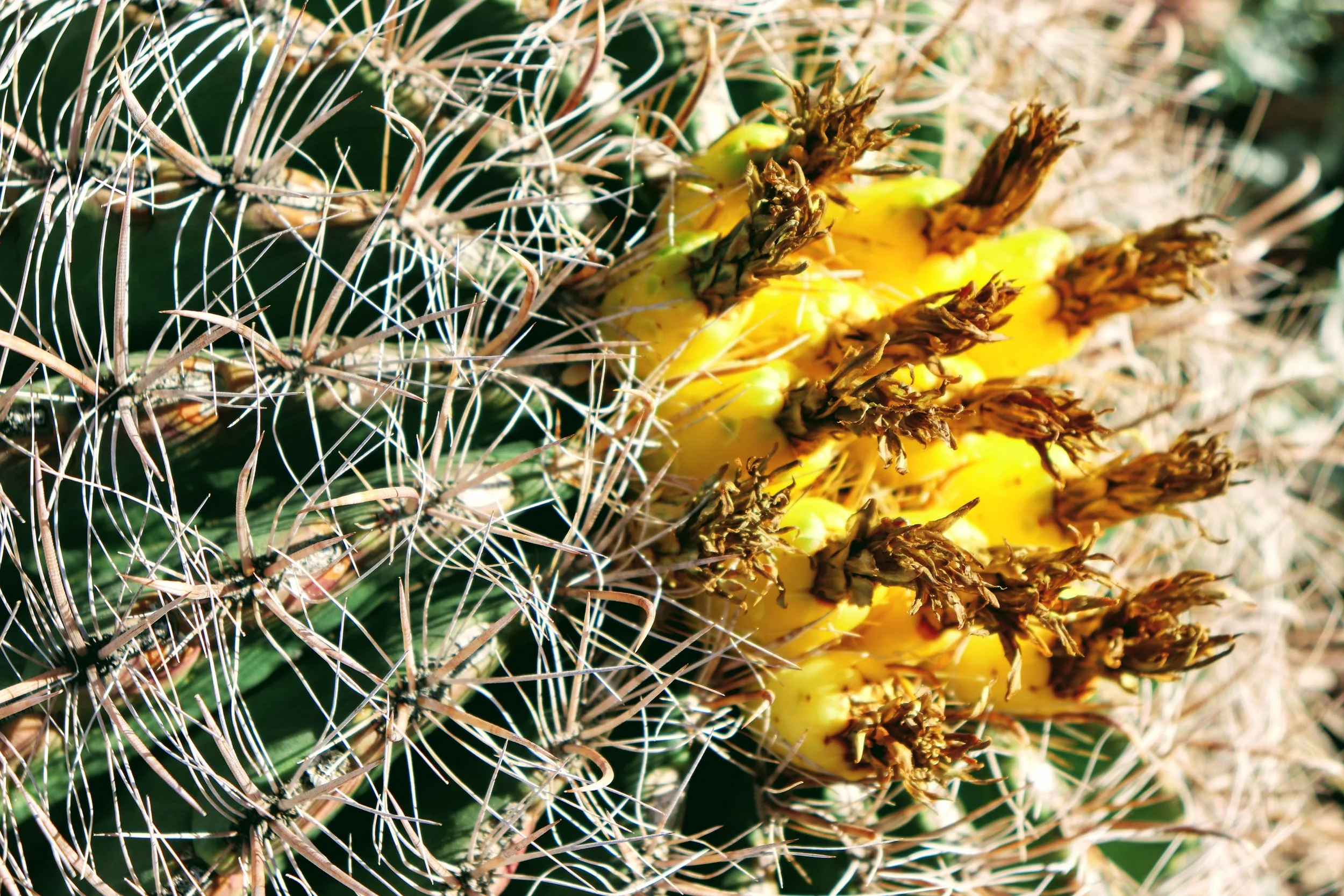 Desert Botanical Garden Phoenix Arizona by MychaelX.p6otos 021816.JPG