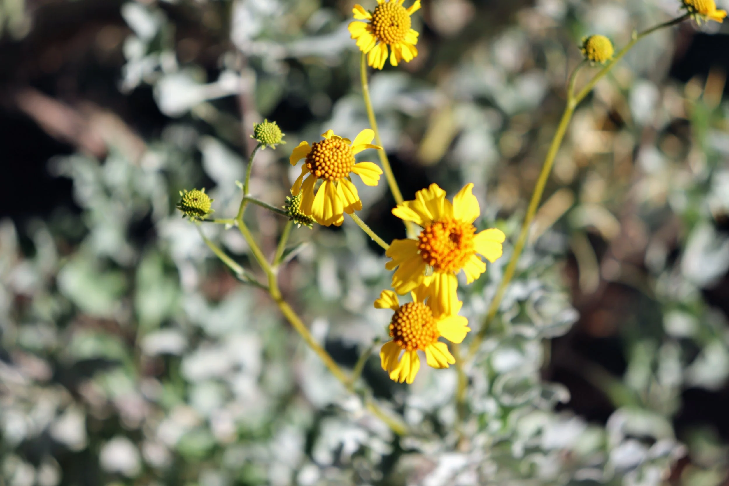 Desert Botanical Garden Phoenix Arizona by MychaelX.p6otos 021436.JPG