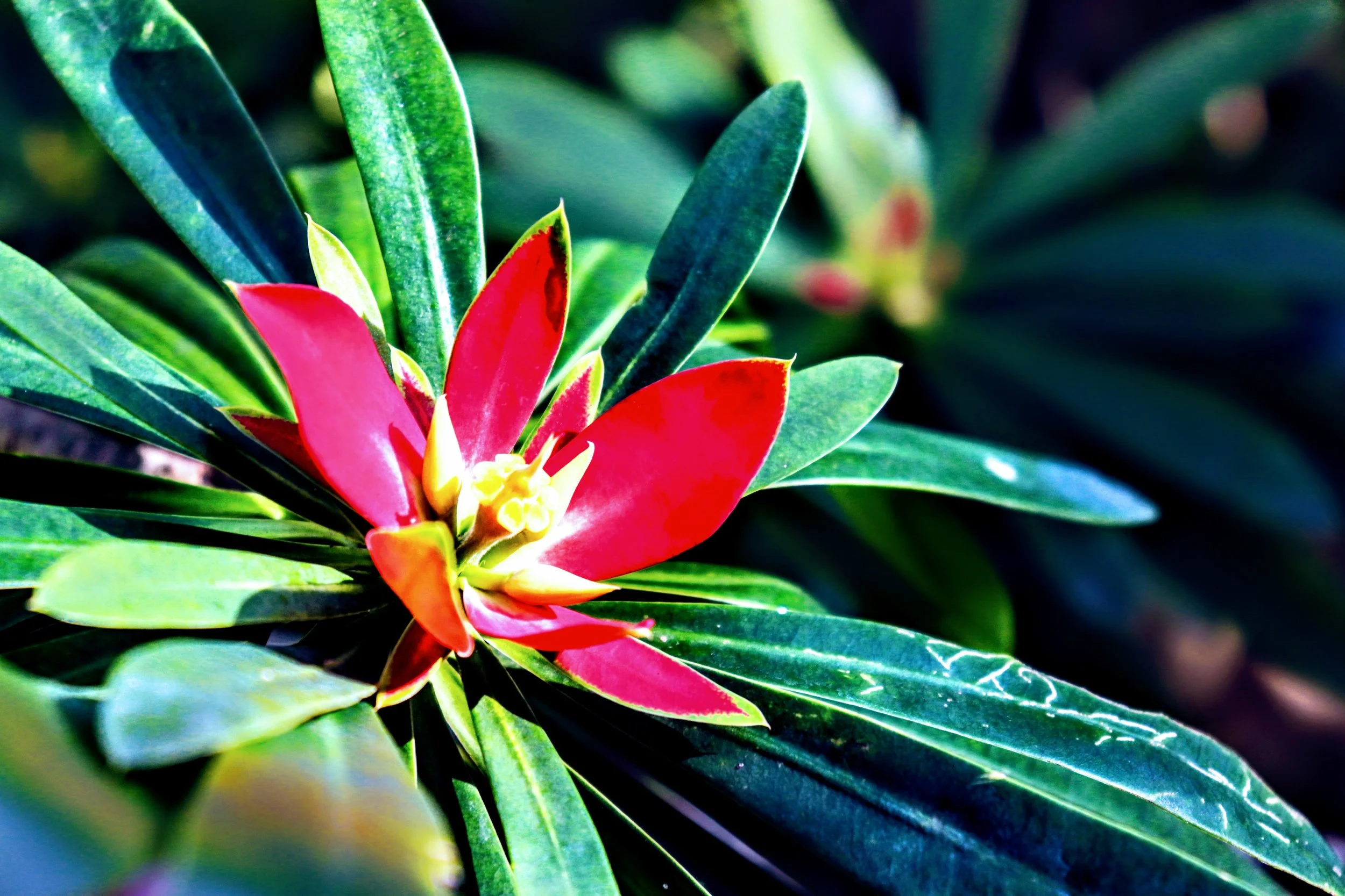 Tropical Botanic Garden by MychaelX.photos  86.JPG