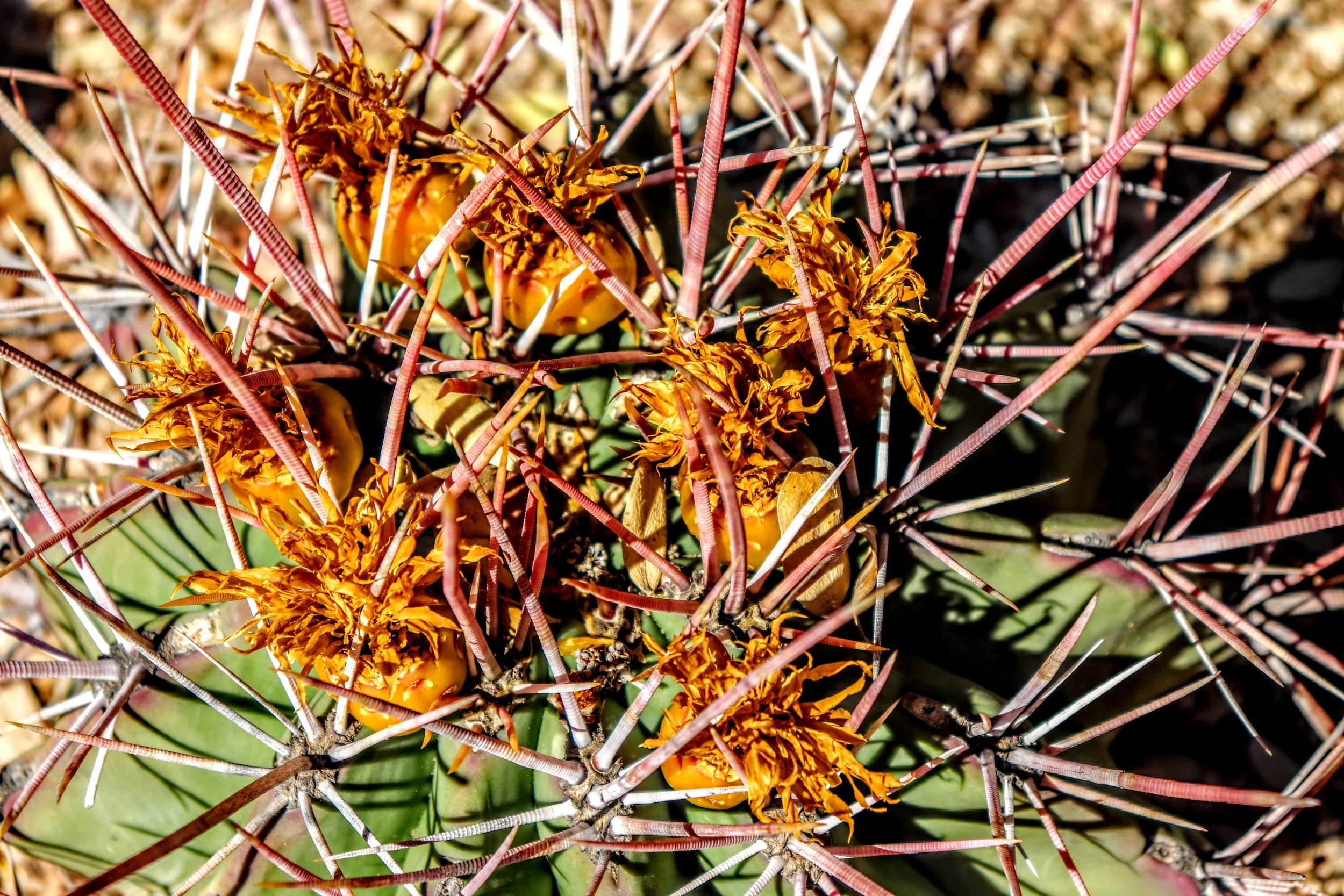 Desert Botanical Garden by MychaelX.photos  0000097.JPG