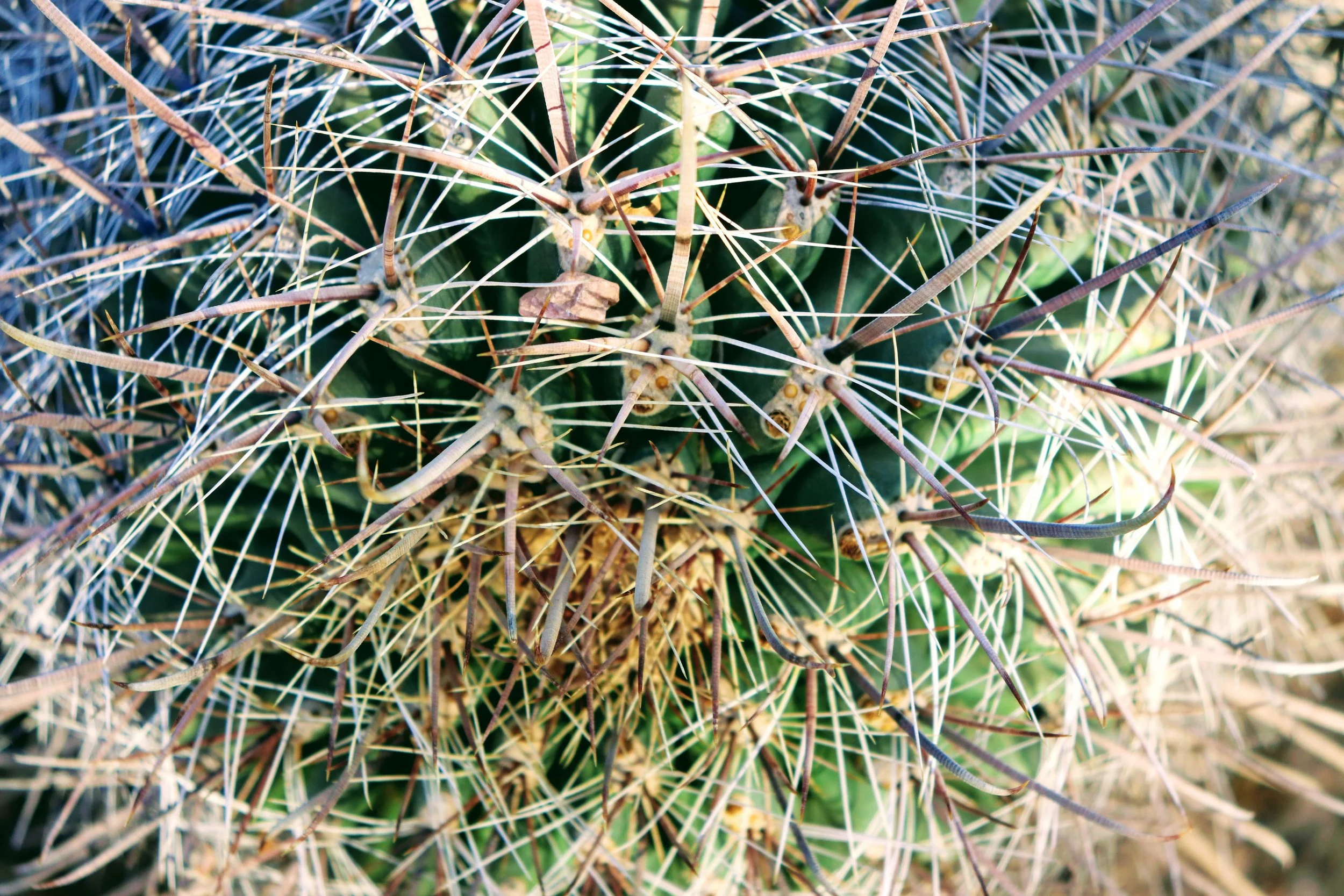 Desert Botanical Garden Phoenix Arizona by MychaelX.p6otos 021320.JPG