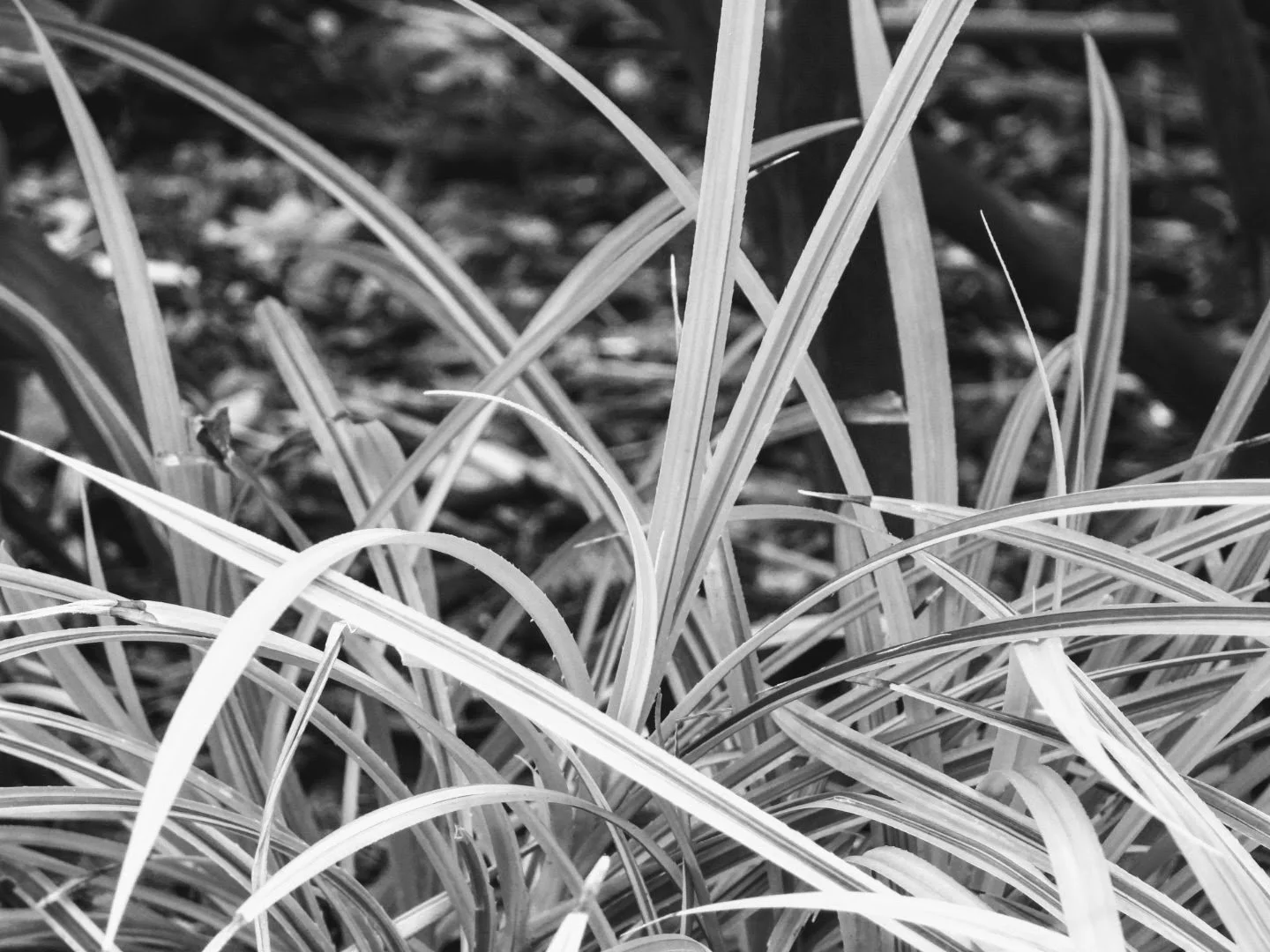 Botanical Garden in Black & White by MychaelX.photos 00043bw.JPG