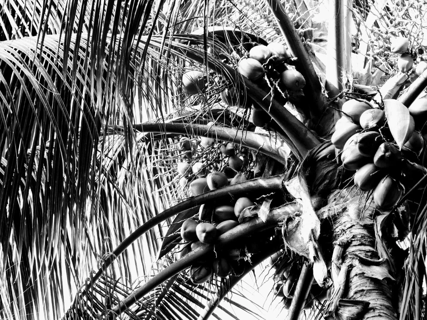 Botanical Garden in Black & White by MychaelX.photos 00053bw.JPG