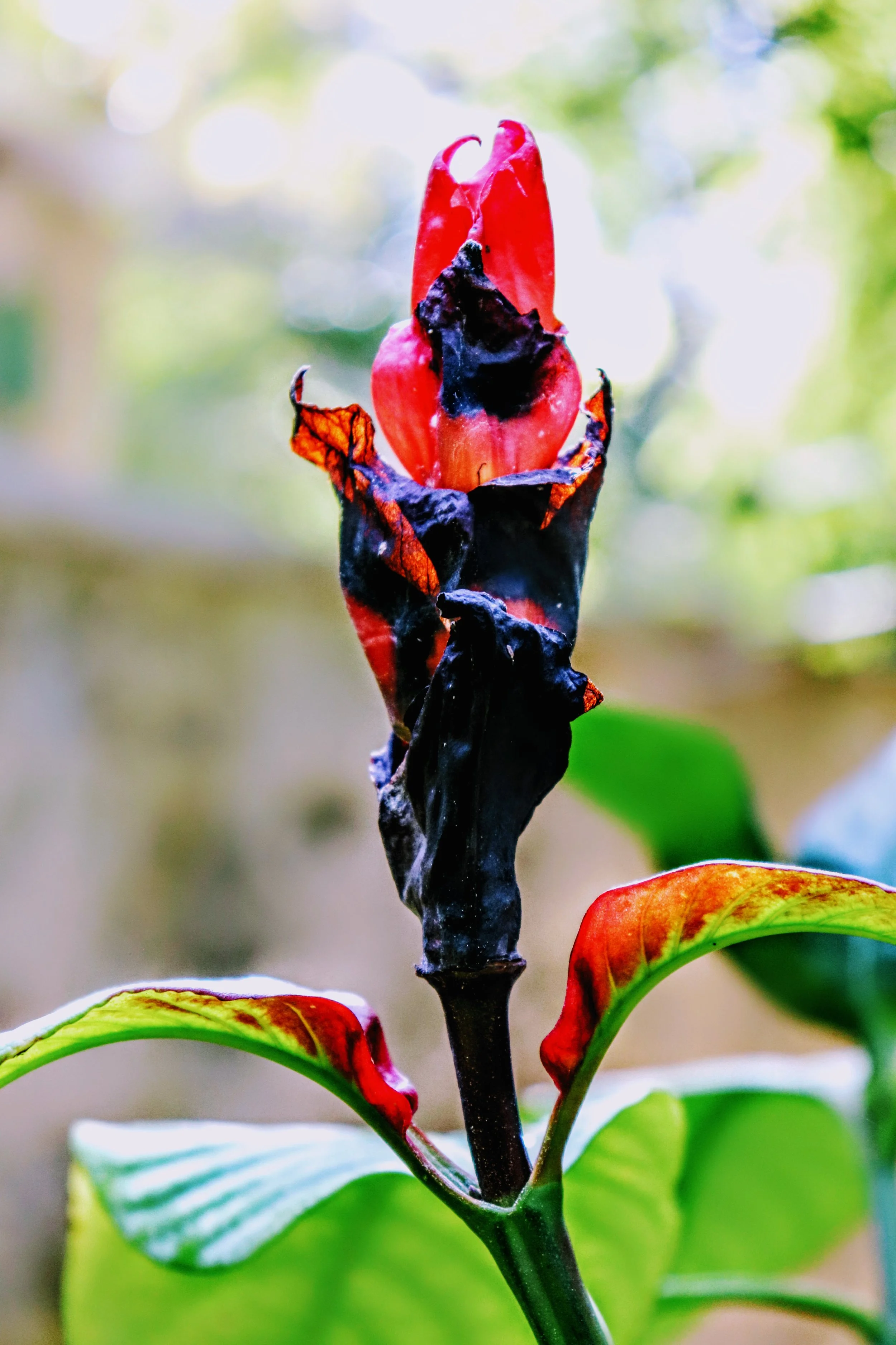 Tropical Botanic Garden by MychaelX.photos  10.JPG