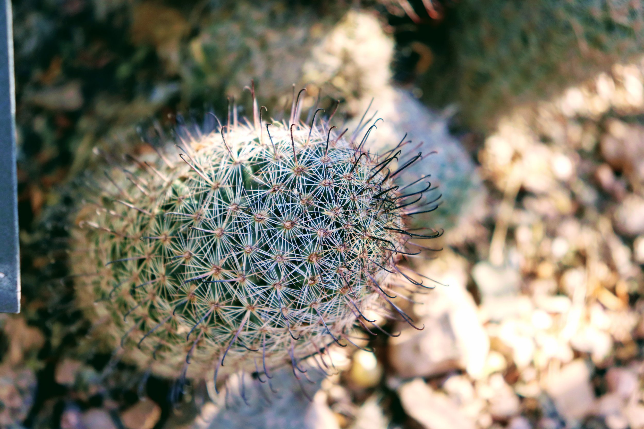 Desert Botanical Garden Phoenix Arizona by MychaelX.p6otos 021360.JPG