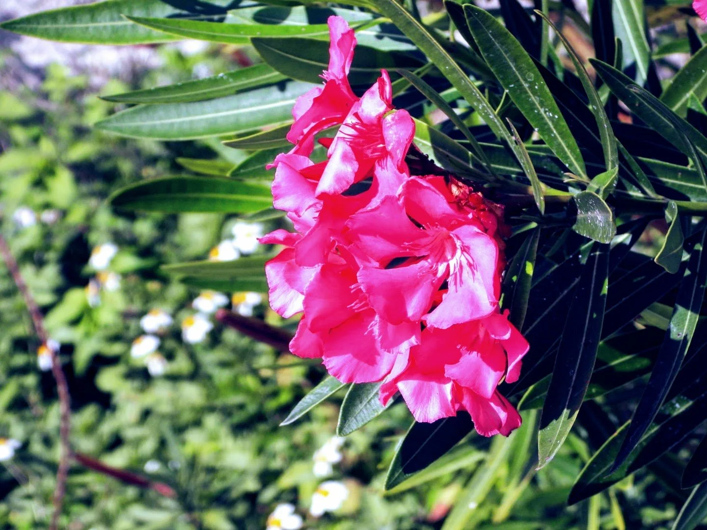 Tropical Botanic Garden by MychaelX.photos  24.JPG