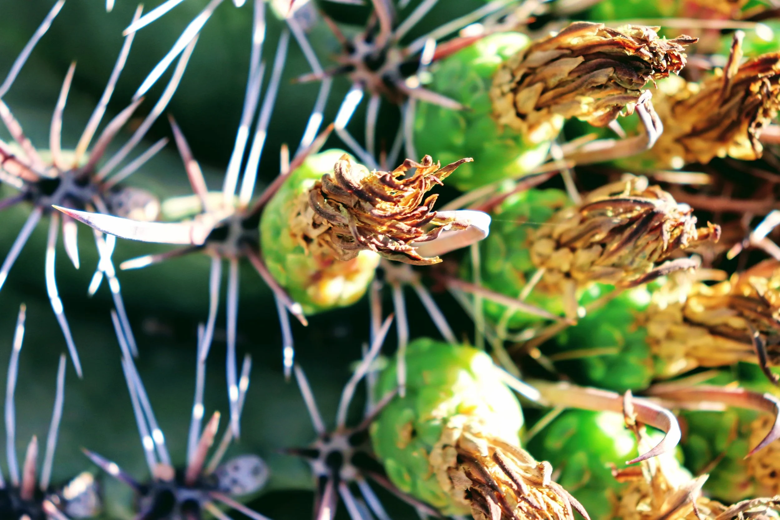 Desert Botanical Garden Phoenix Arizona by MychaelX.p6otos 021380.JPG