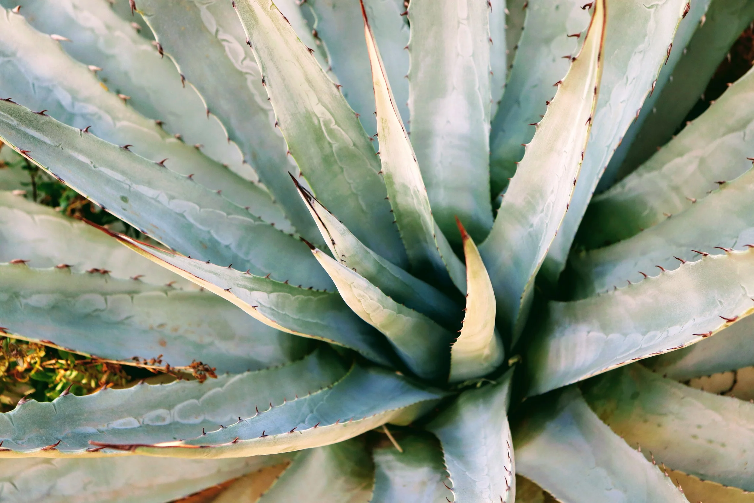 Desert Botanical Garden Phoenix Arizona by MychaelX.p6otos 021328.JPG