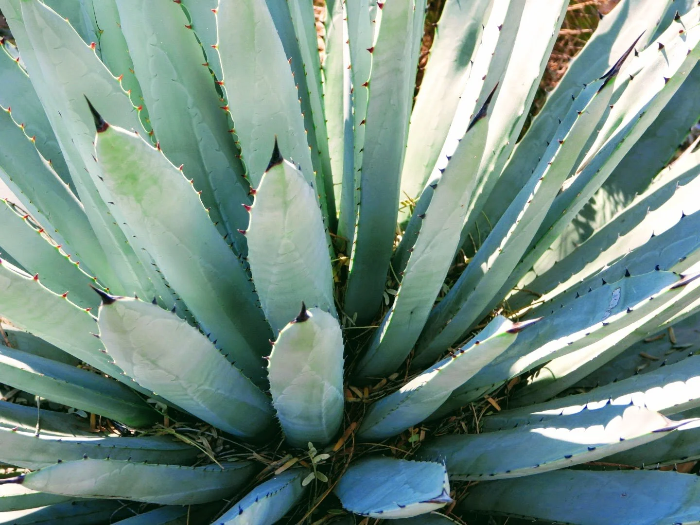 Desert Botanical Garden Phoenix Arizona by MychaelX.p6otos 0015026.JPG