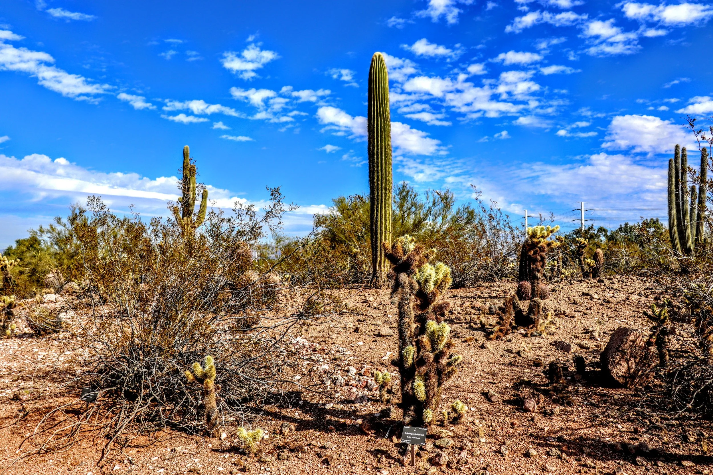 Desert Botanical Garden Phoenix Arizona by MychaelX.p6otos 0015138.JPG