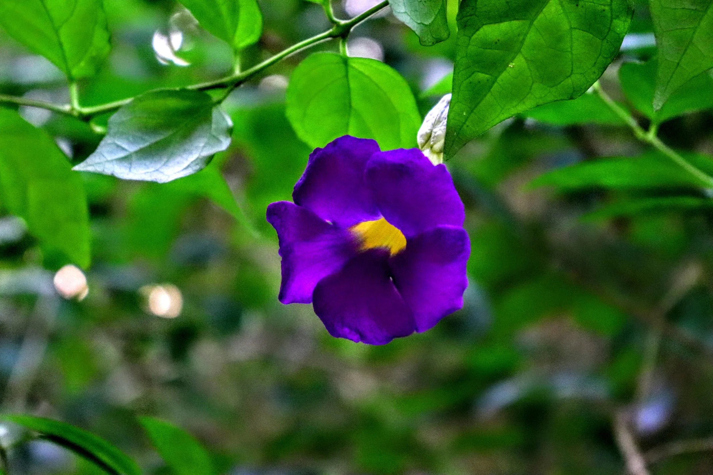 Tropical Botanic Garden by MychaelX.photos  112.JPG