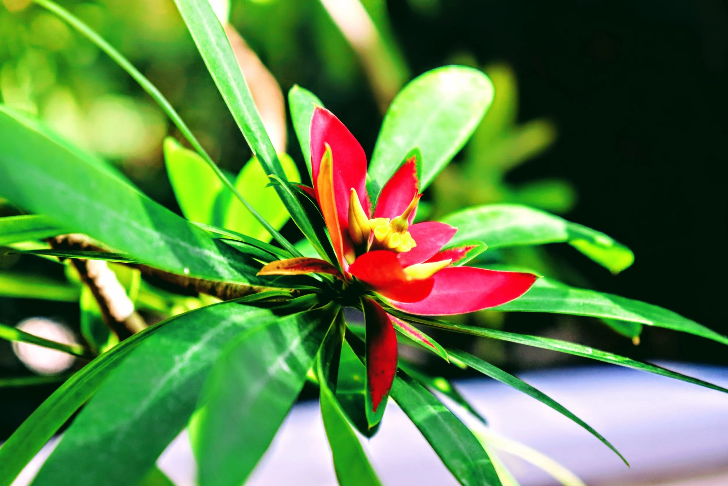 Tropical Botanic Garden by MychaelX.photos  89.JPG