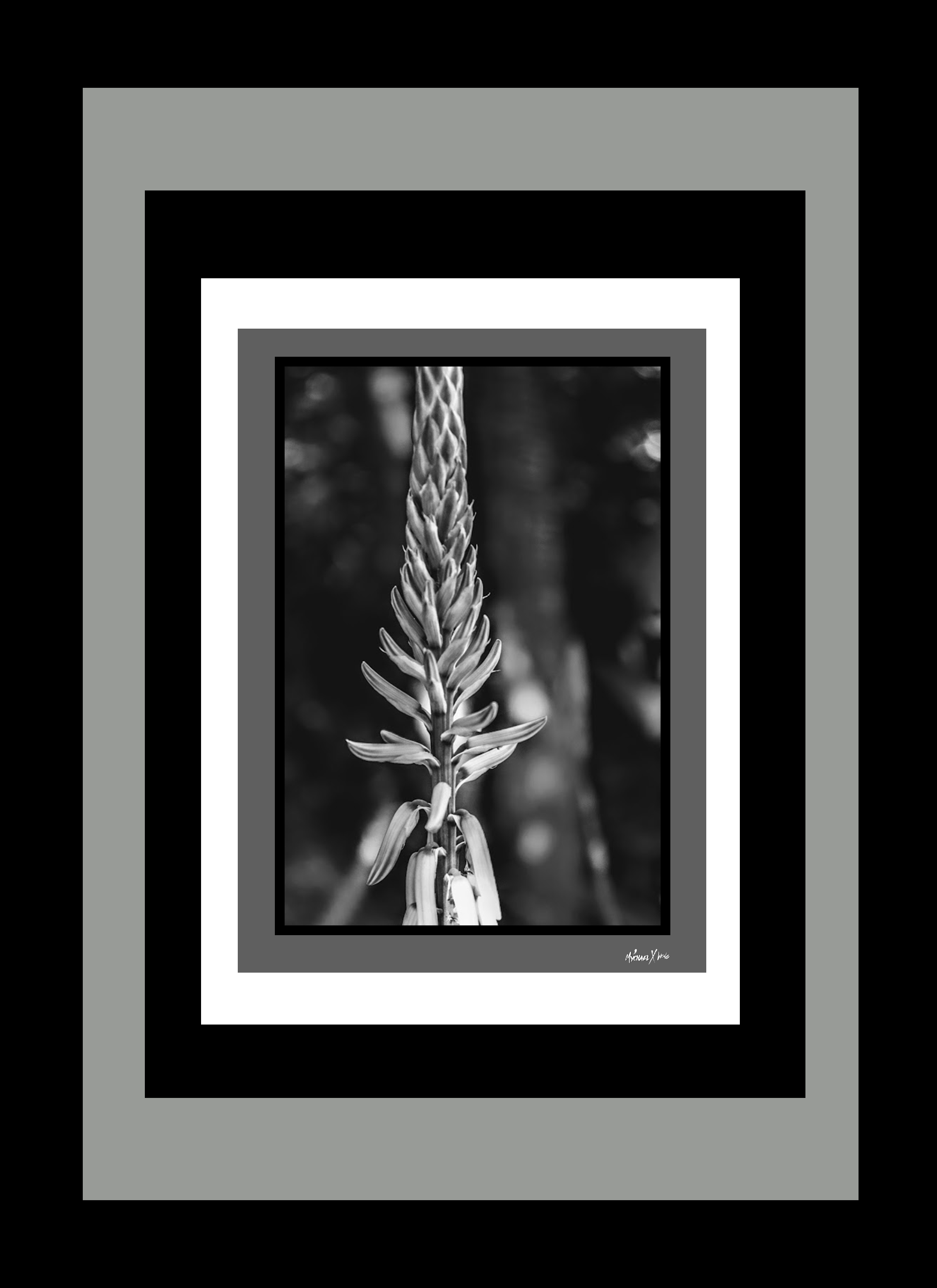 Mychael Xcatcus Hortizal 3.png