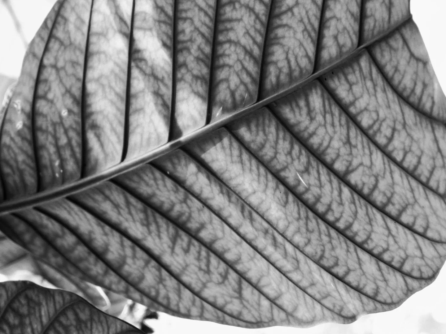 Botanical Garden in Black & White by MychaelX.photos 00015bw.JPG