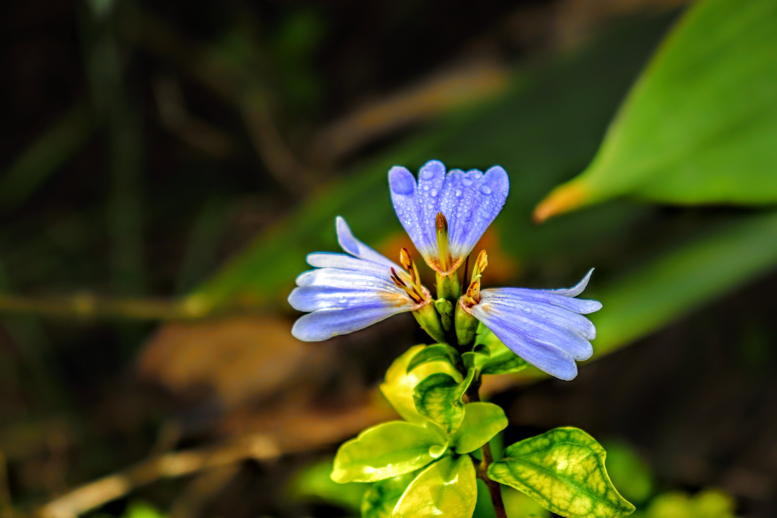 Tropical Botanic Garden by MychaelX.photos  164.JPG