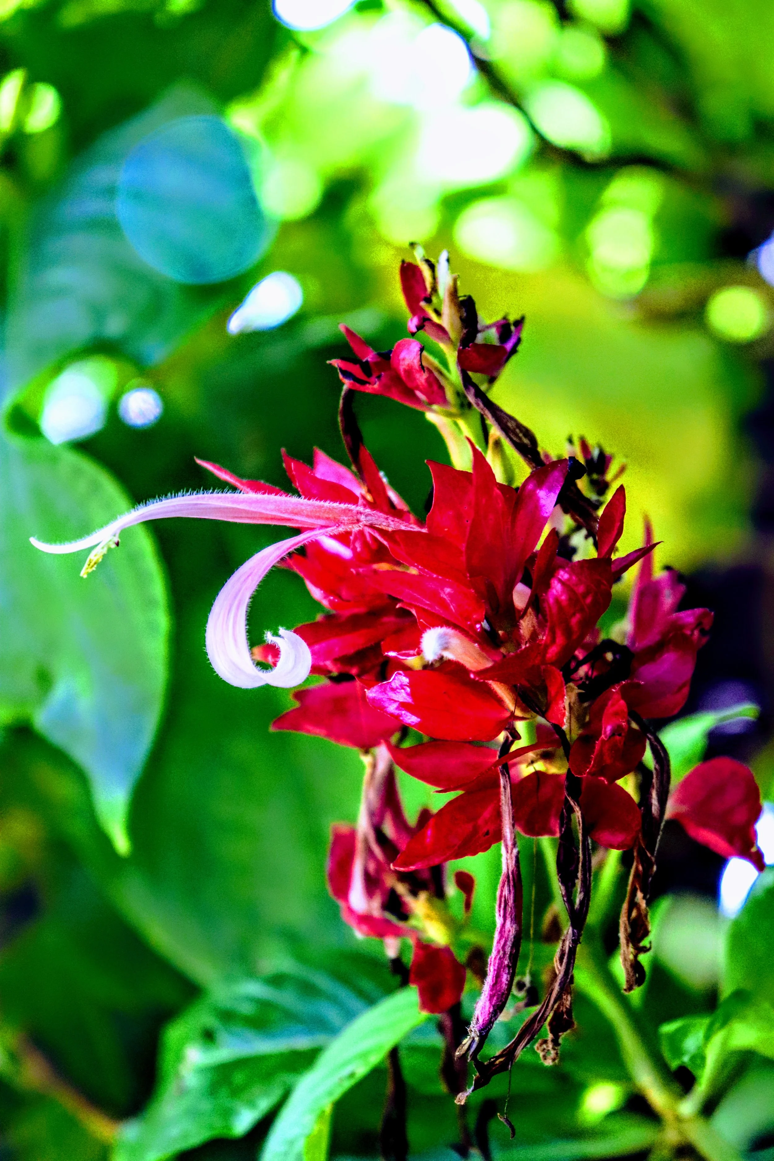 Tropical Botanic Garden by MychaelX.photos  93.JPG