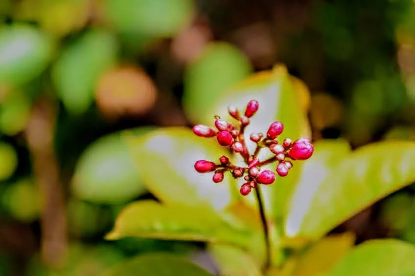 Tropical Botanic Garden by MychaelX.photos  144.JPG