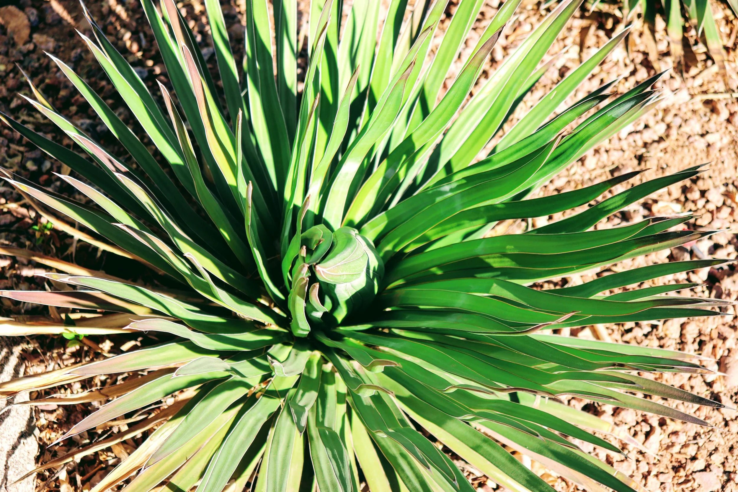Desert Botanical Garden Phoenix Arizona by MychaelX.p6otos 021500.JPG